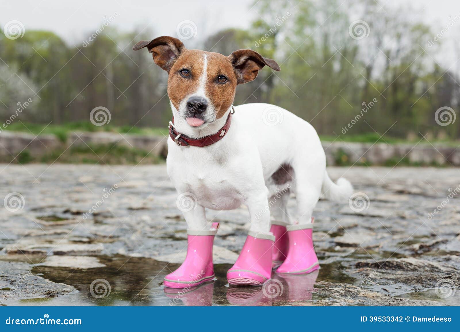 Собака в дожде стоковое фото. изображение насчитывающей пакостно - 39533342