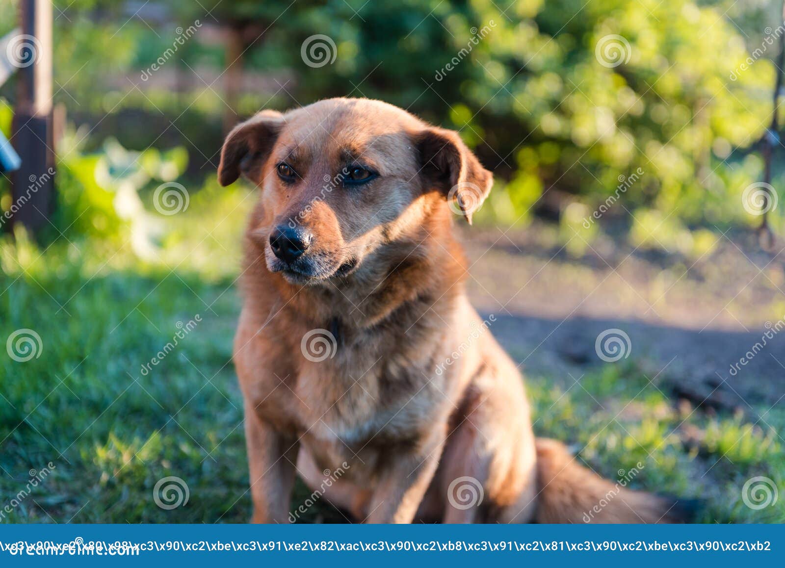 Собака ест хлеб. Животное собаки имбиря. Собака ест на улице Стоковое  Изображение - изображение насчитывающей смешно, родословная: 185978475