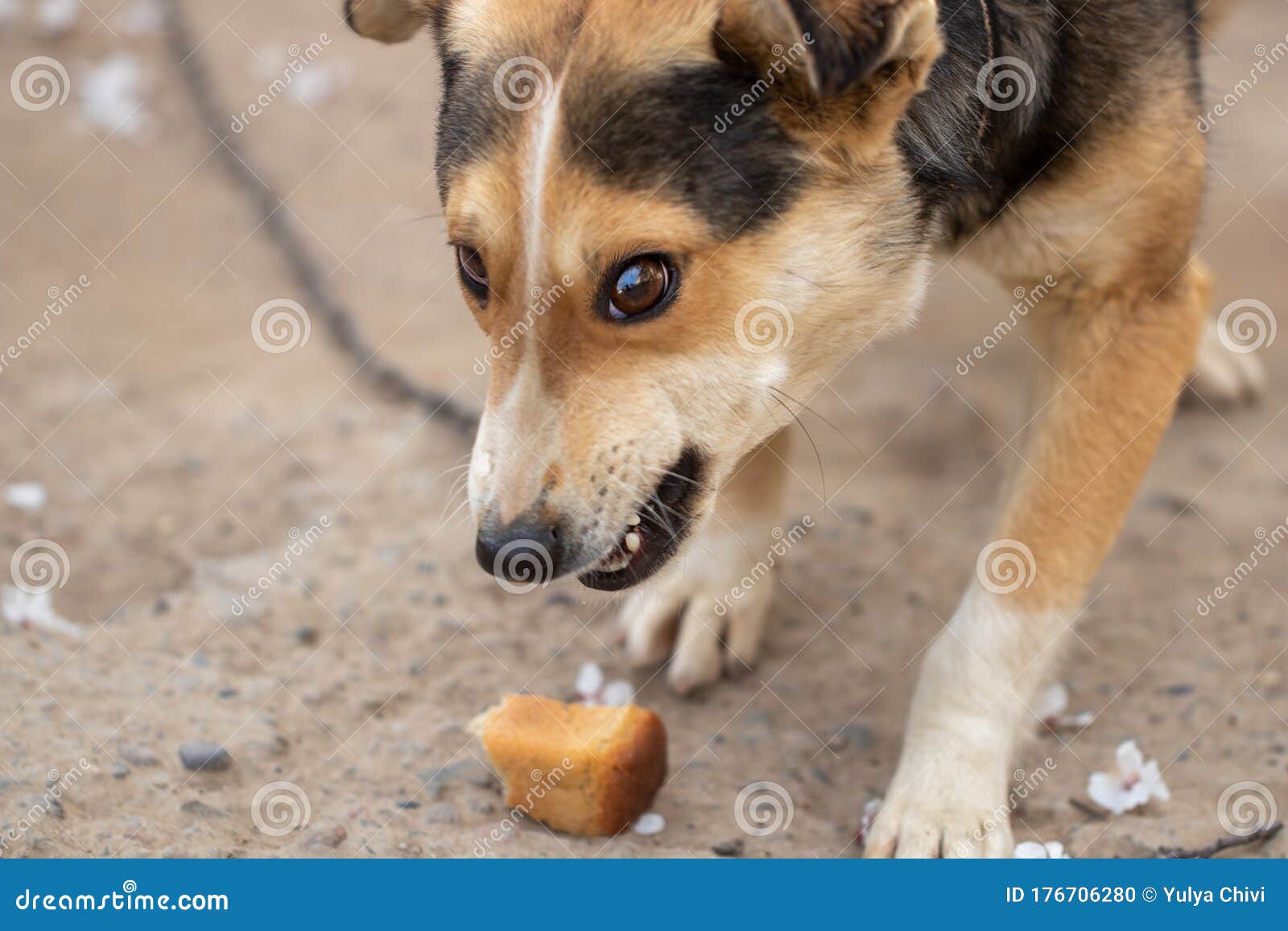Собака ест хлеб. Концепция злоупотреблением собаки. Стоковое Фото -  изображение насчитывающей собака, конец: 176706280