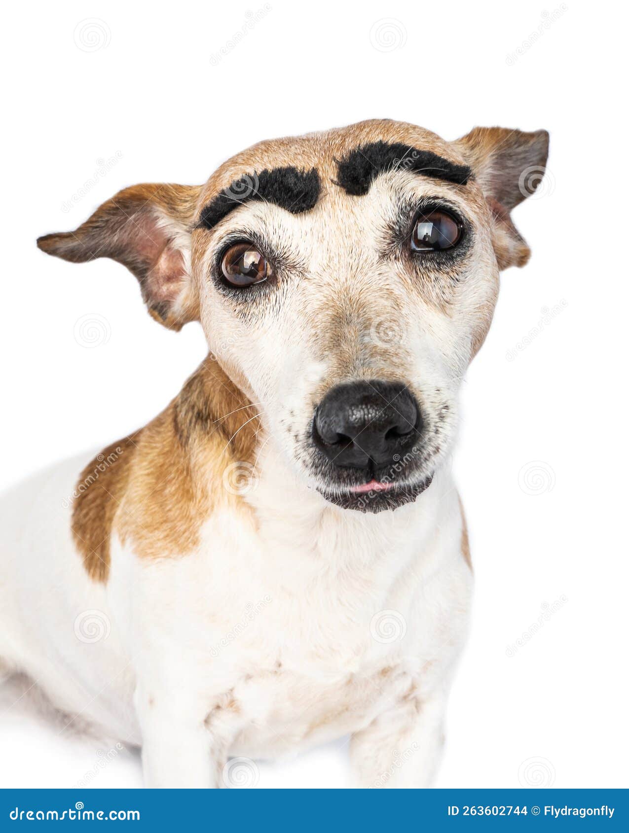 собака закрывает портрет с большими смешными чёрными бровями Стоковое Фото  - изображение насчитывающей честно, головка: 263602744