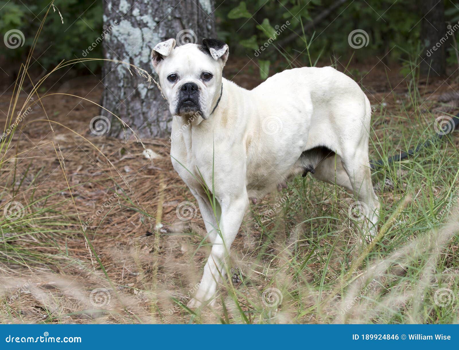 Собака породы боксер смешанная тощего старшего белого «бульдог» Стоковое  Фото - изображение насчитывающей женщина, смешанно: 189924846