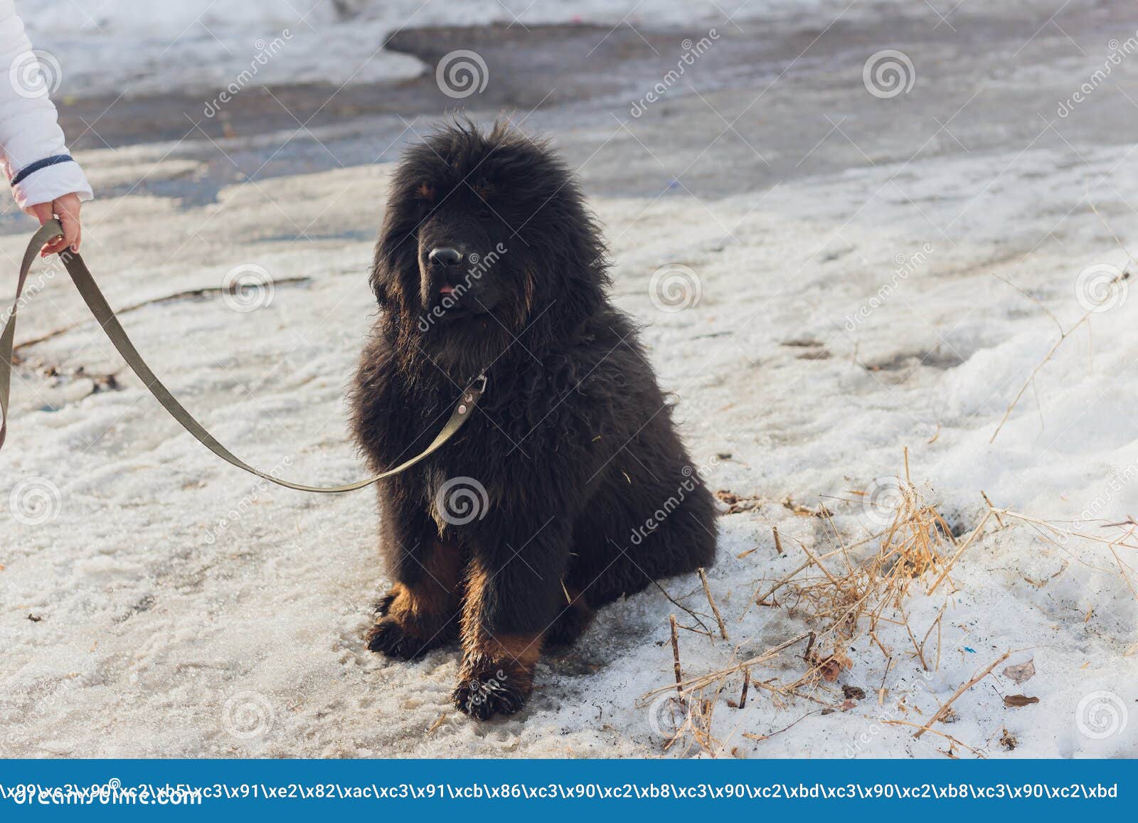 собака породы тибетский мастиф стоит на снегу. Стоковое Фото - изображение  насчитывающей прелестное, пуща: 215436448