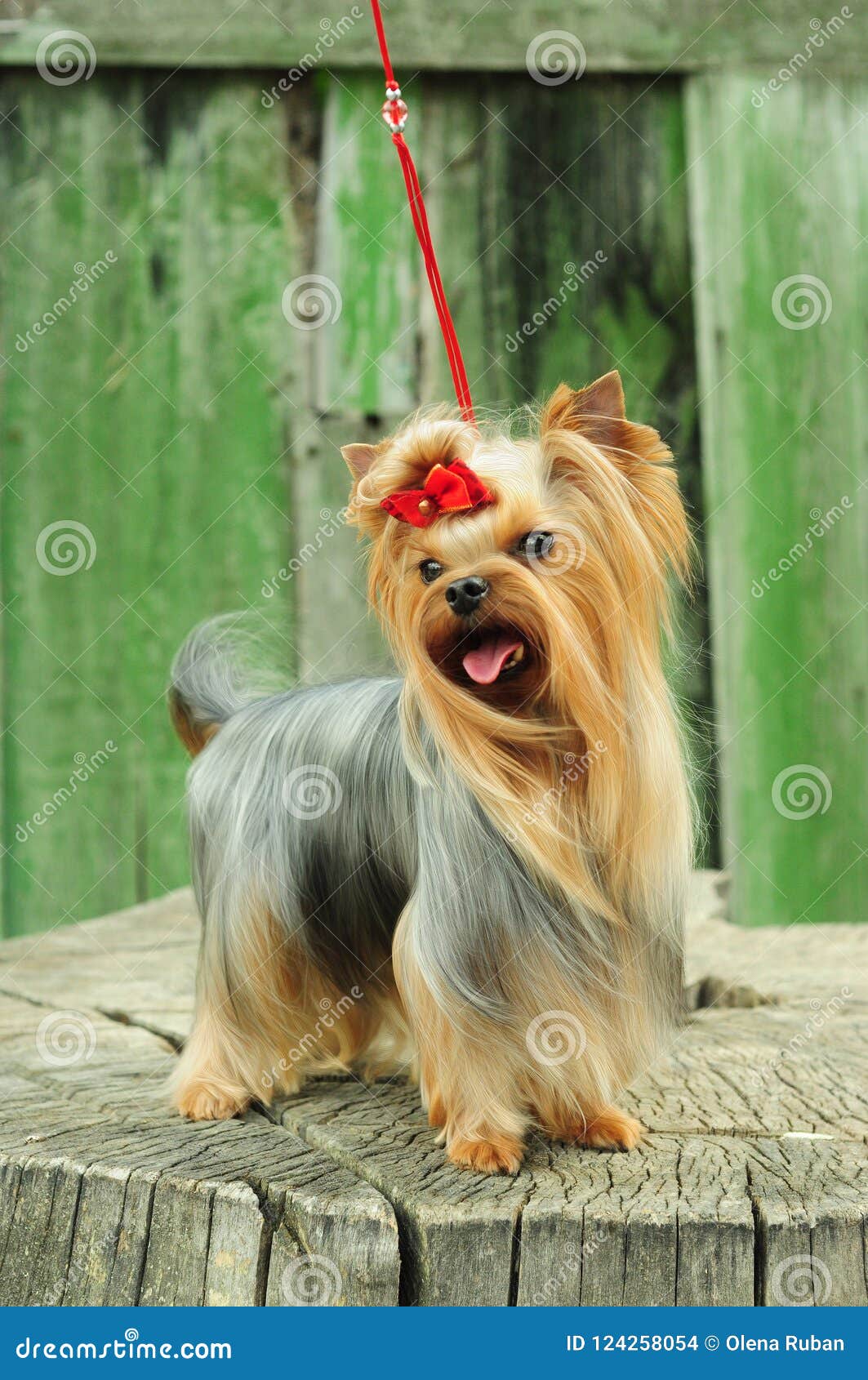 Собака с длинными волосами и красным смычком Стоковое Фото - изображение  насчитывающей зеленый, ангстрома: 124258054