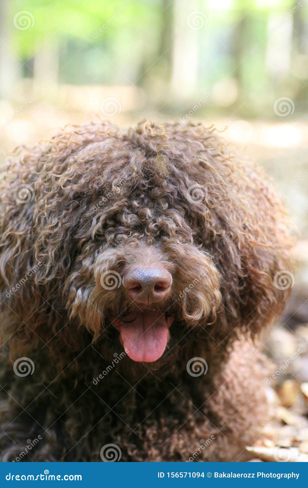Собака с длинными волосами повстанцы портрет высокого качества Lagotto  Romagnolo Rasta Стоковое Фото - изображение насчитывающей волосы, собака:  156571094