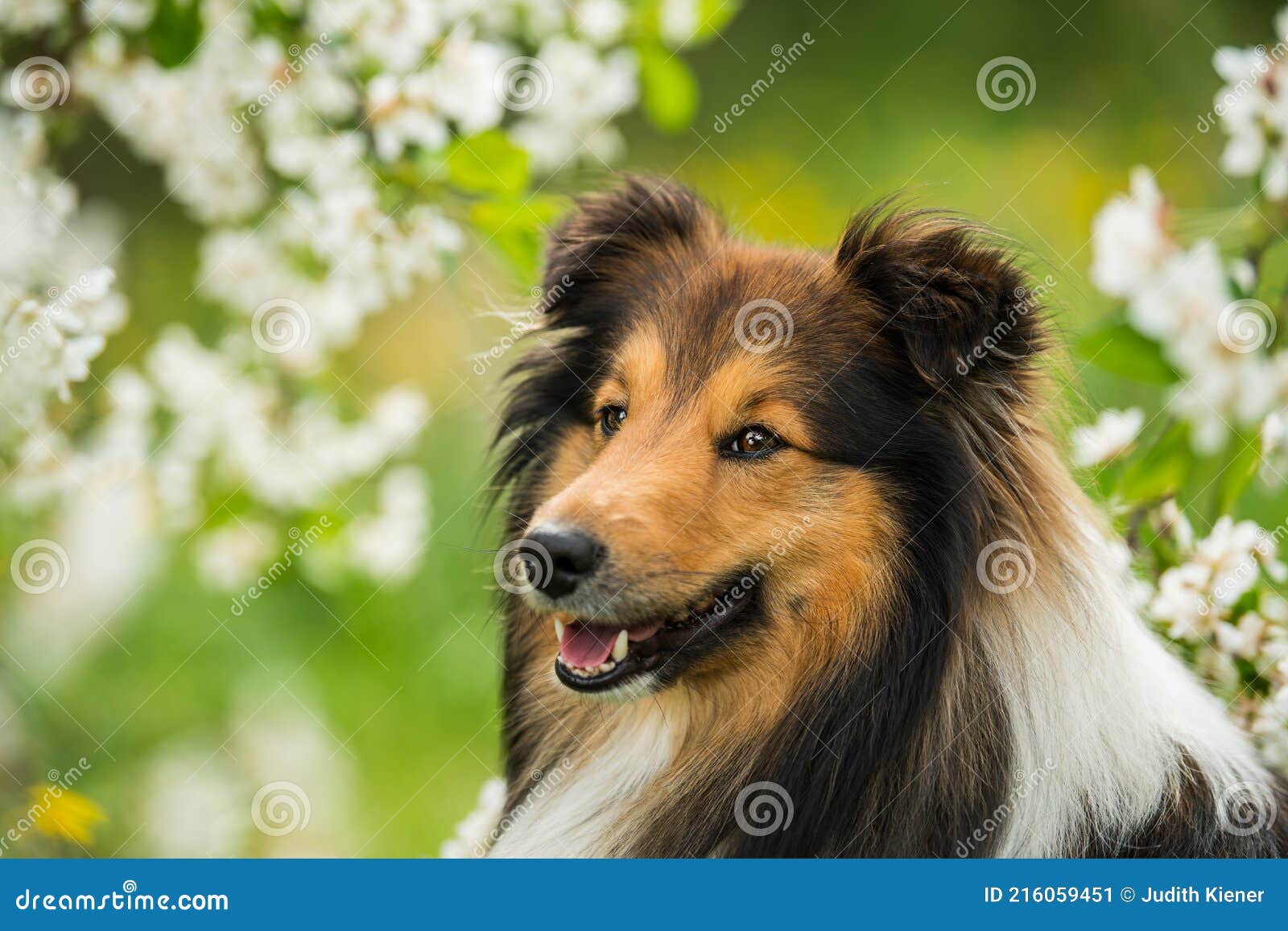 собака-шелти под цветущим яблонем Стоковое Изображение - изображение  насчитывающей собач, космос: 216059451