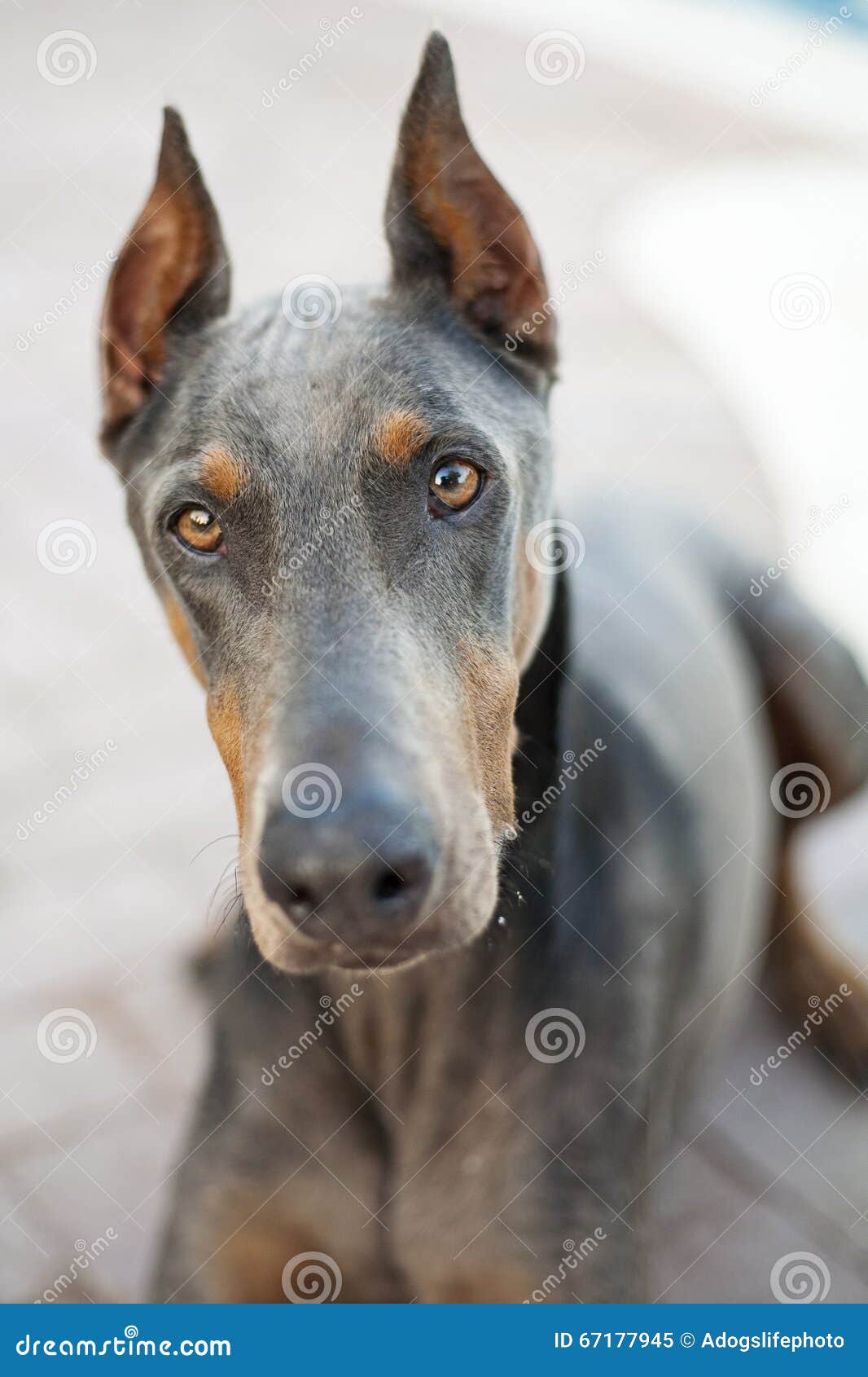 Собака Doberman крупного плана голубая Outdoors Стоковое Изображение -  изображение насчитывающей взорвать, млекопитающее: 67177945