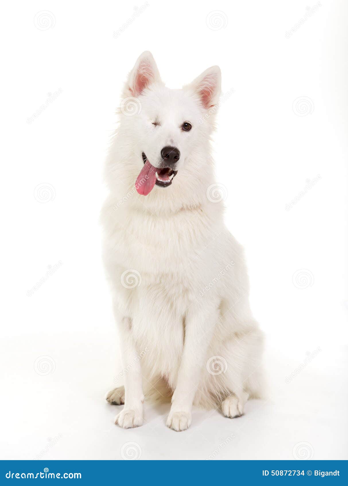 Изображенная на фотографии собака Christian Vieler fotos divertidas perros Dog expressions, Dog photos, Dogs
