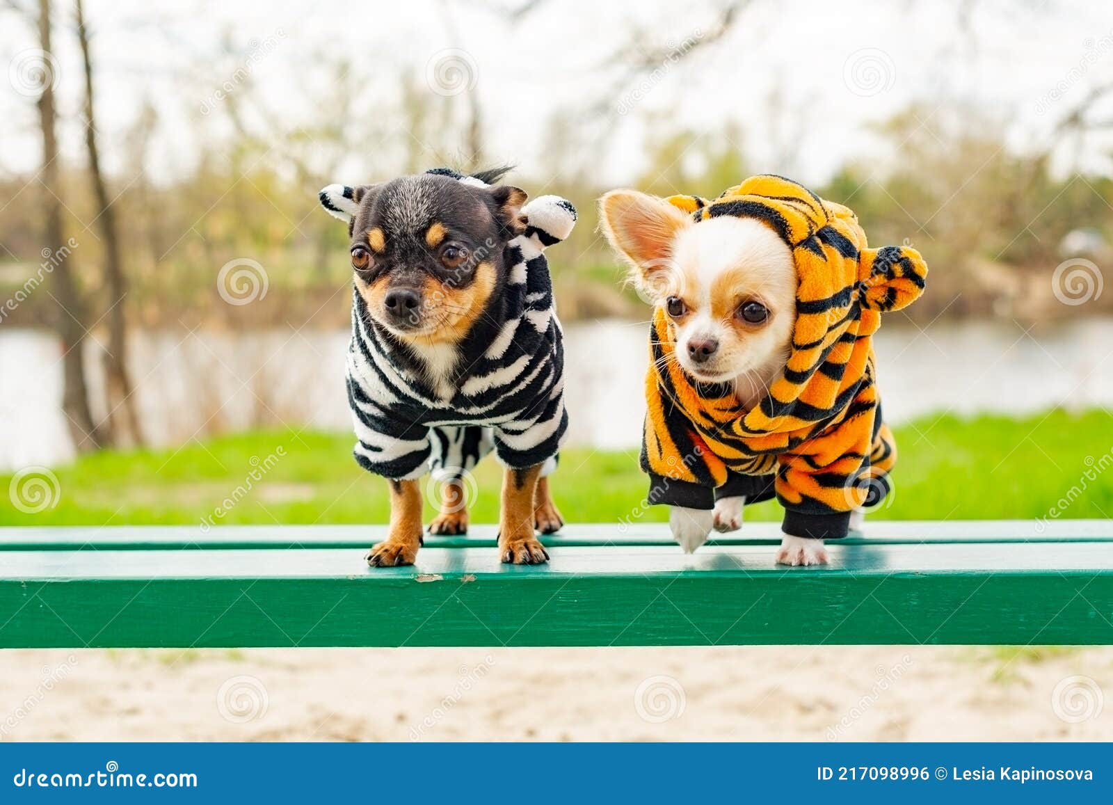 собаки в весенней одежде. две маленькие собачки чихуахуа на скамейке. милые  домашние животные на свежем воздухе. собака Стоковое Фото - изображение  насчитывающей напольно, собака: 217098996