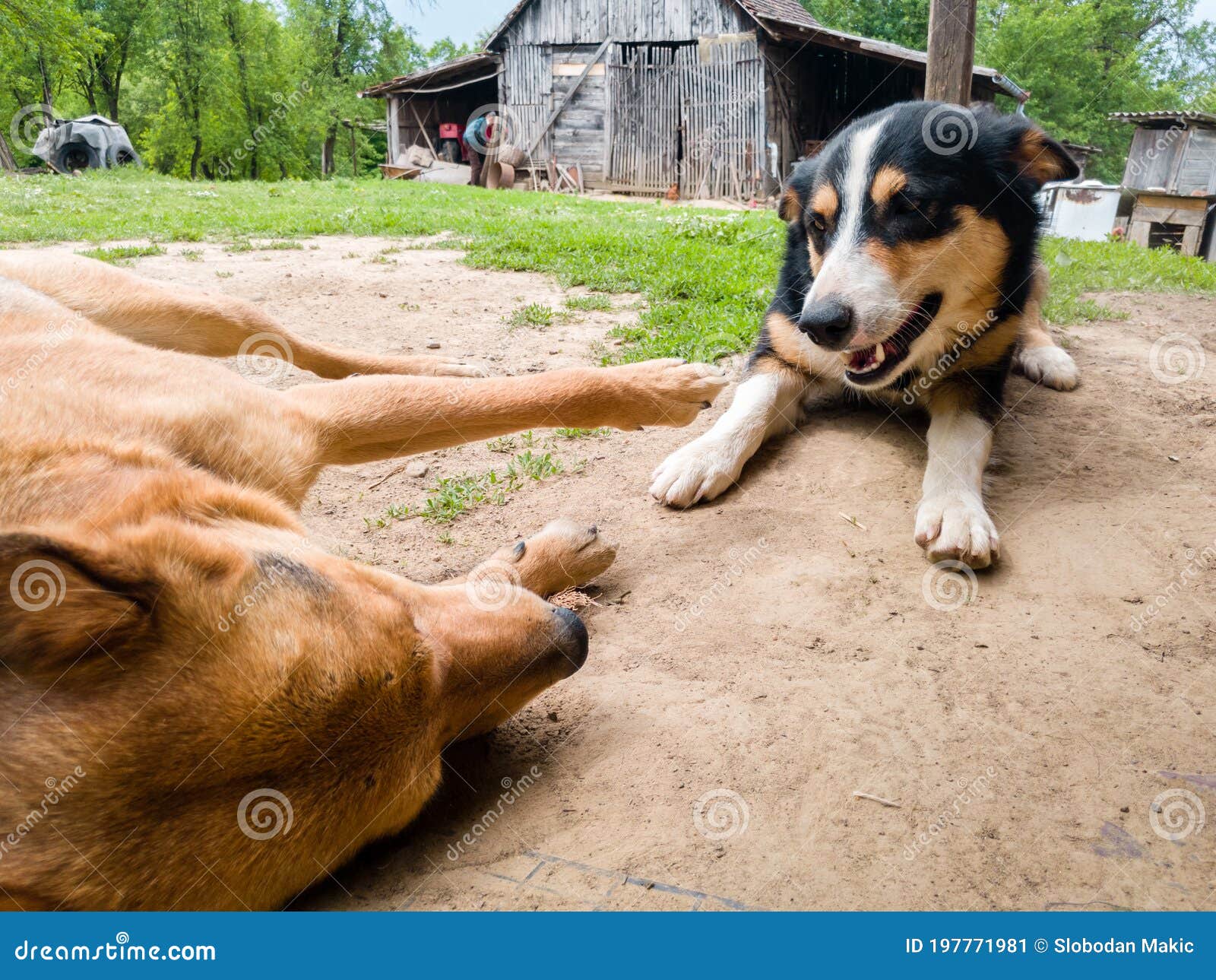 2 Собаки лают друг на друга во дворе деревни в течение дня Ссора между дома  животными Стоковое Изображение - изображение насчитывающей грязь, анимизма:  197771981