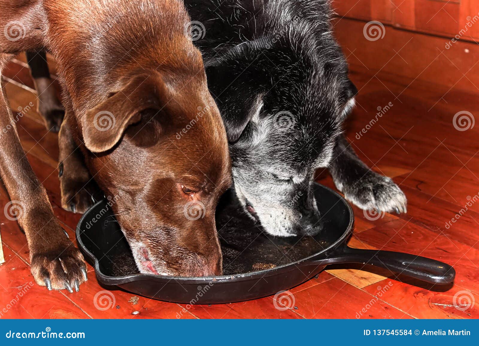 Лижет пол. Собака облизывается пол. Собачья тарелка. Собака облизывает тарелку. Собака облизывает пол.