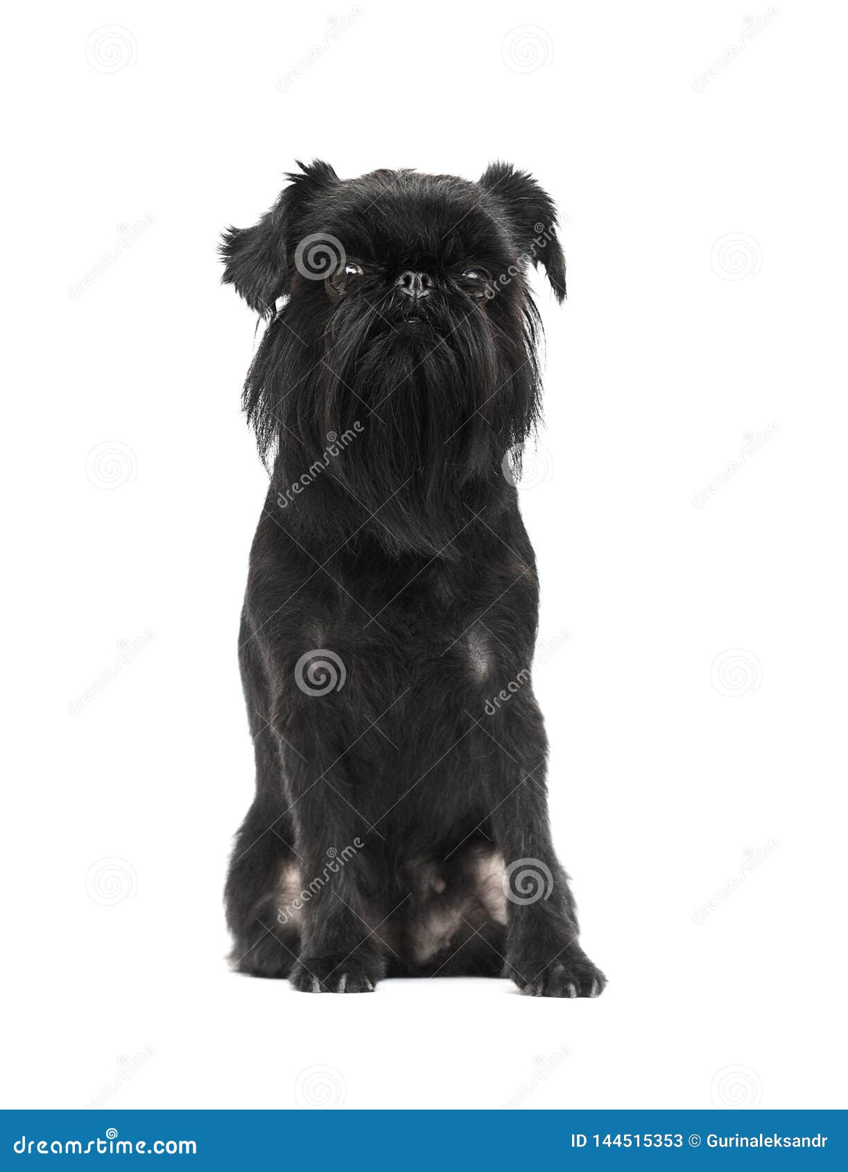 собачья порода бельгийский гриффон выглядит Стоковое Изображение -изображение насчитывающей головка, довольно: 144515353