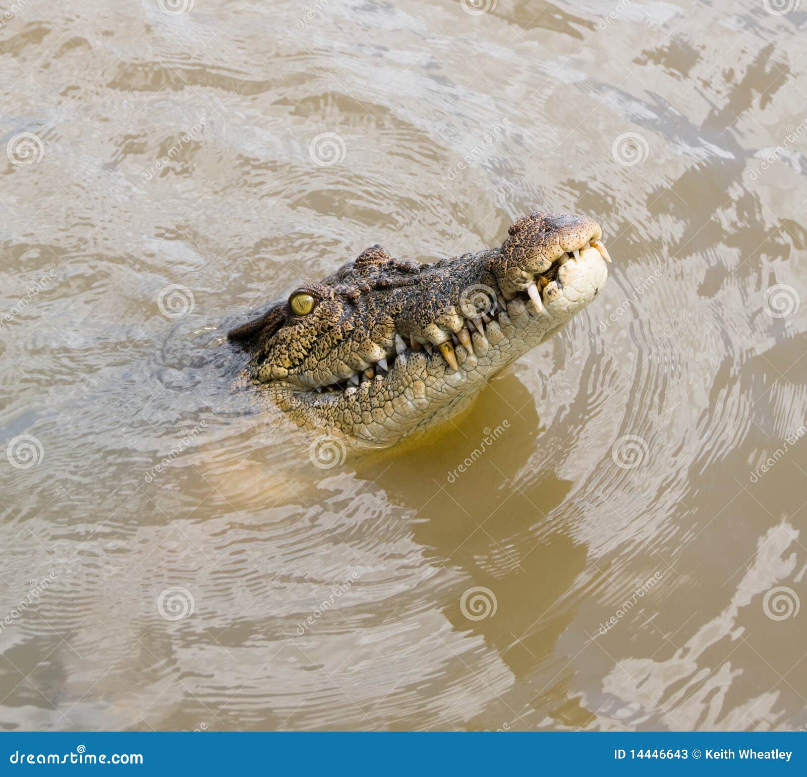 Крокодилы в соленой воде. Голова крокодила из воды. Голова крокодила в воде. Голов крокодила в воде. Крокодил в воде.