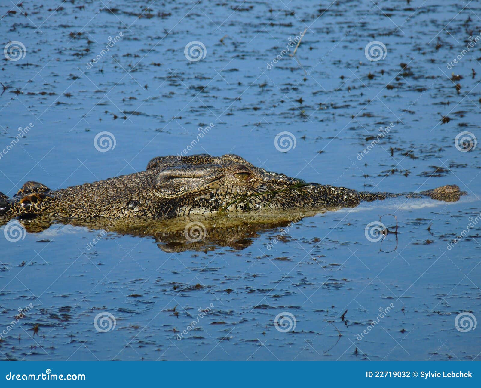 Крокодилы в соленой воде. Крокодил плывет. Крокодил в воде. Водяной крокодил.