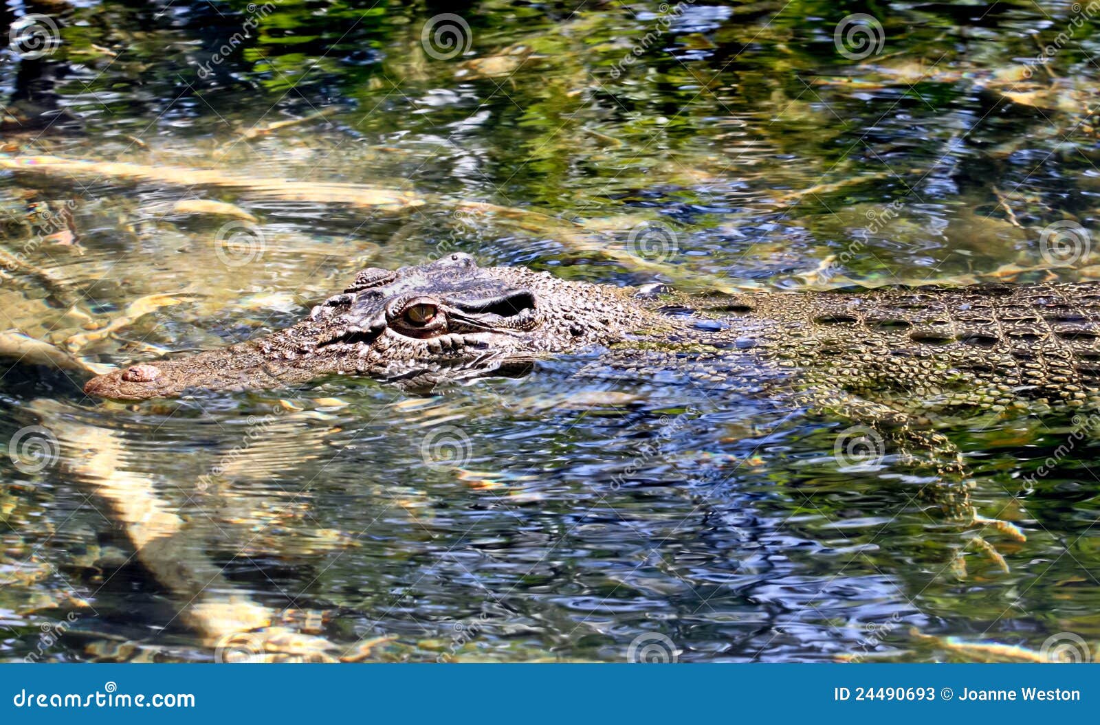 Крокодилы в соленой воде. Крокодил в воде. Крокодил лежит на воде. Крокодильчик лежит в воде.