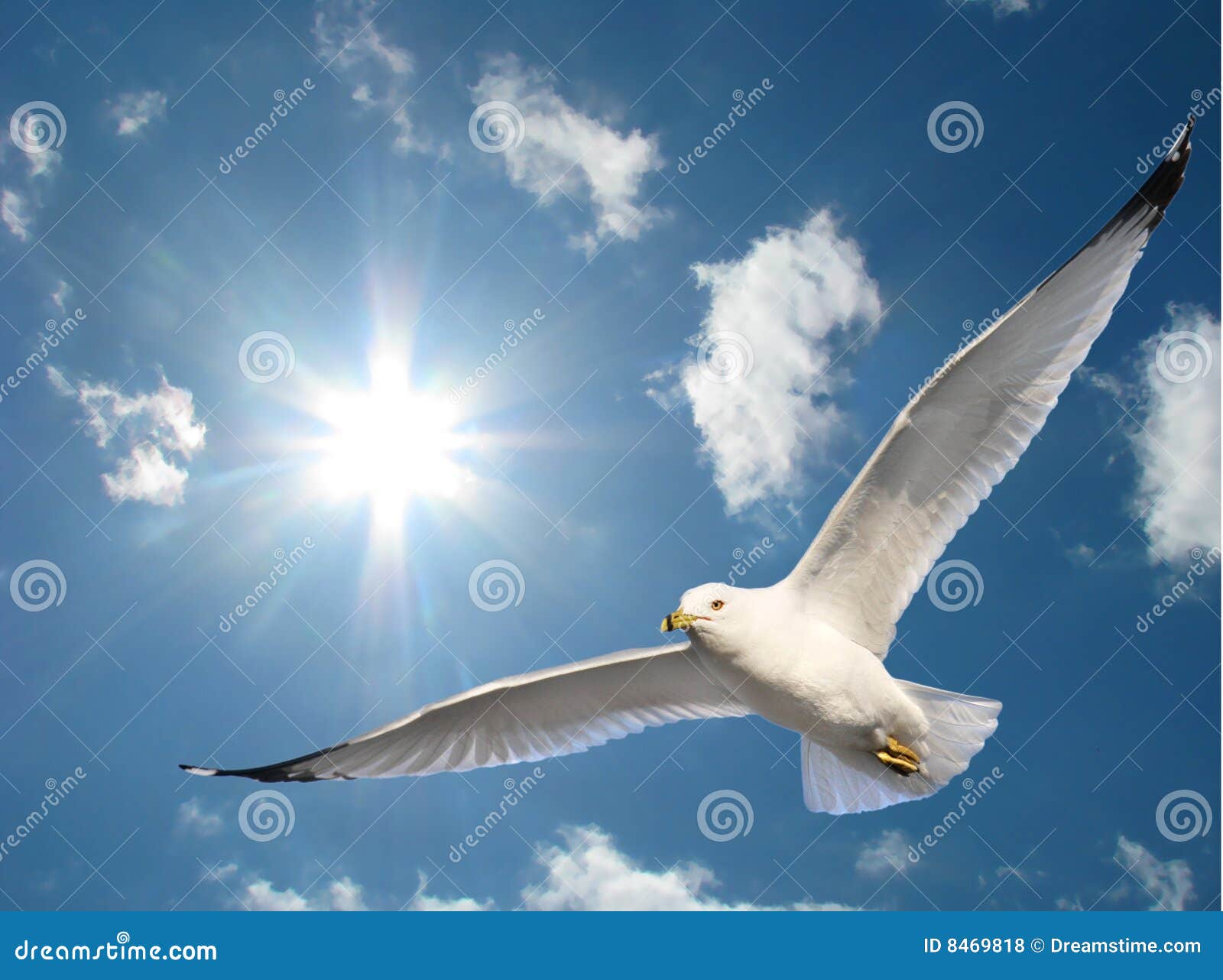 Heaven bird. Птицы в небе. Чайка в небе. Птицы летают в небе. Птица парит в небе.
