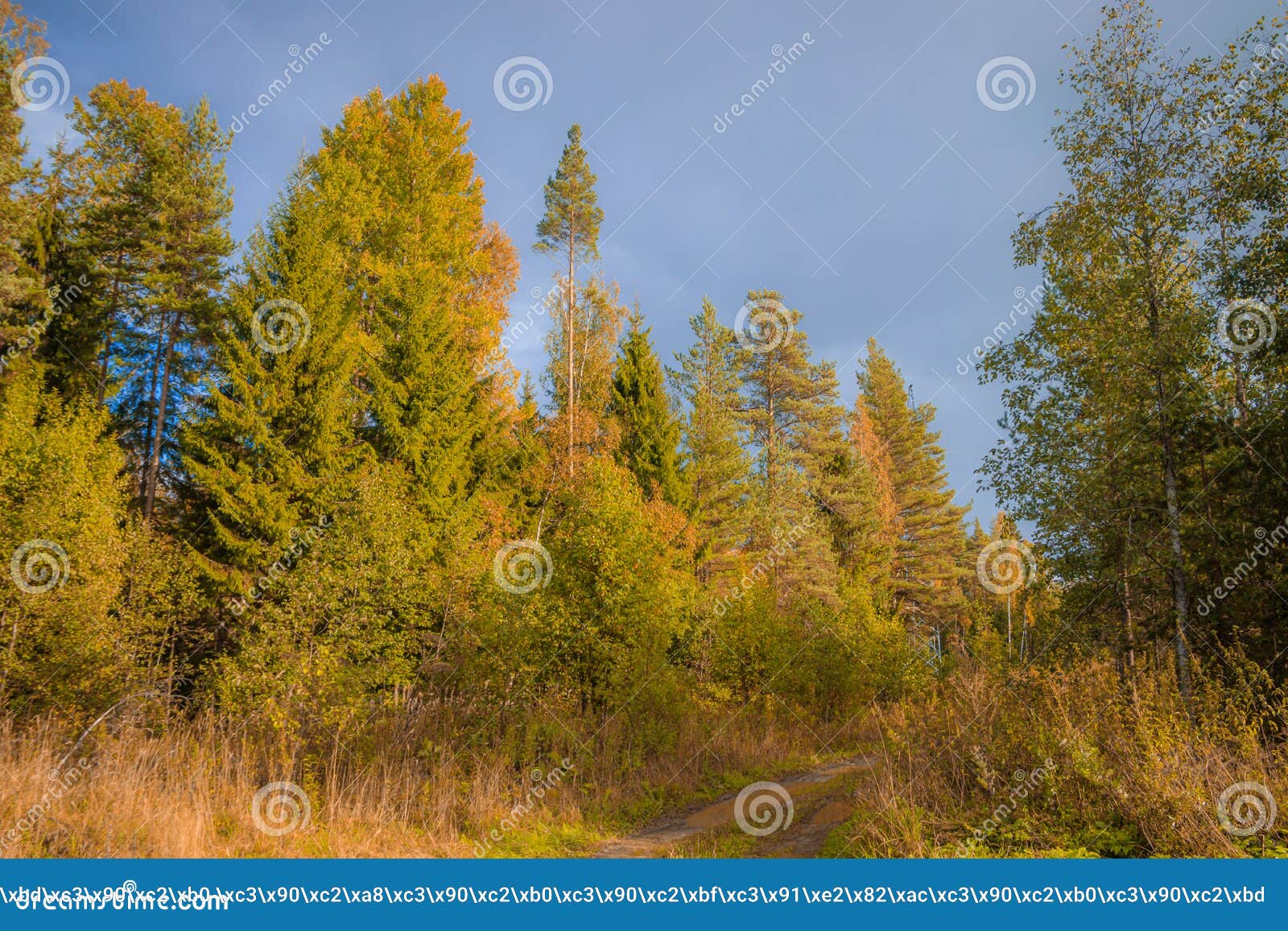 Фото Осенних Пейзажей России