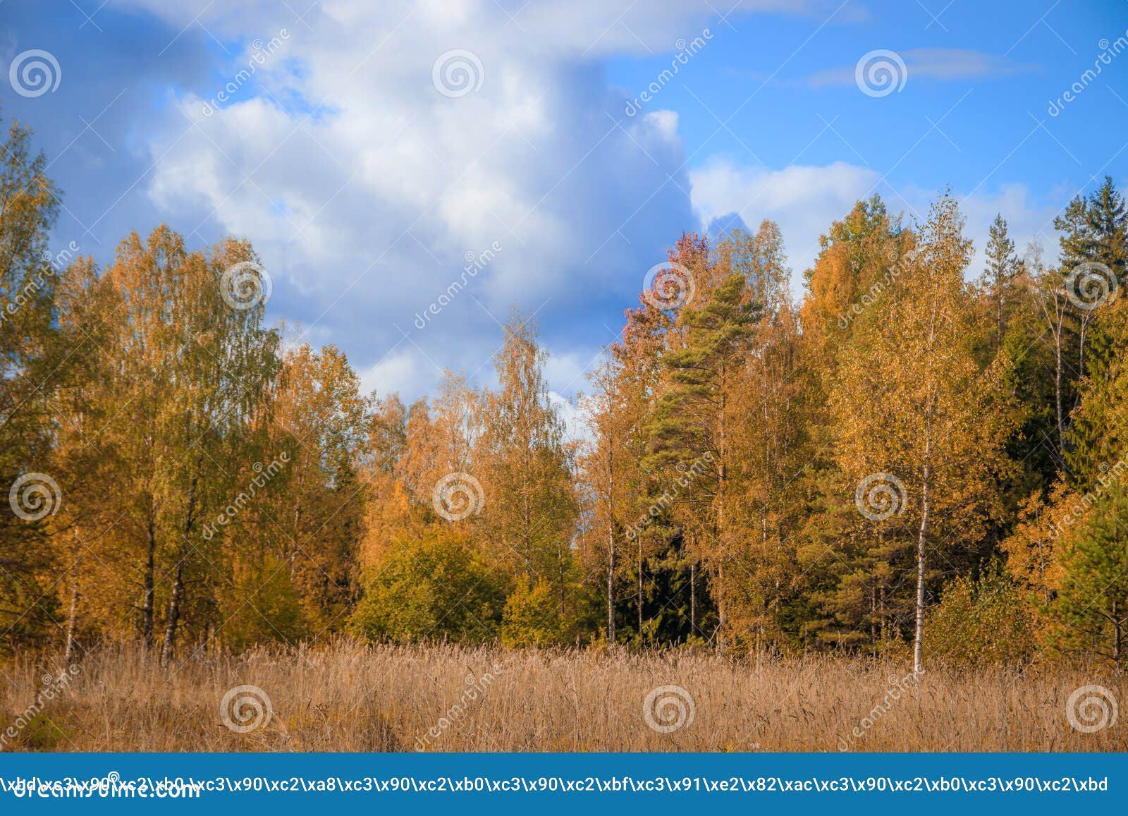 Фото Осенних Пейзажей России