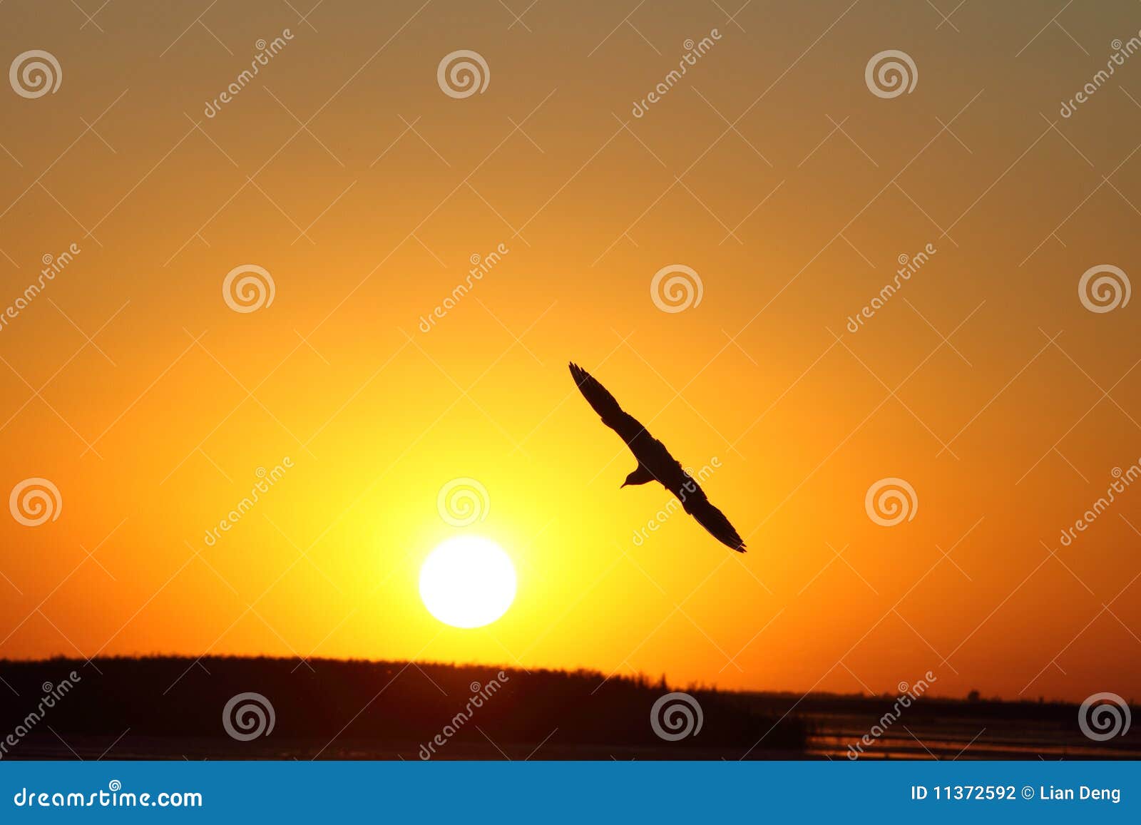 Фото Солнце Птицы