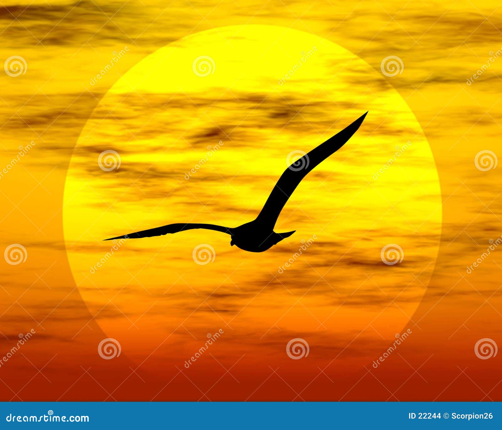 Фото Солнце Птицы