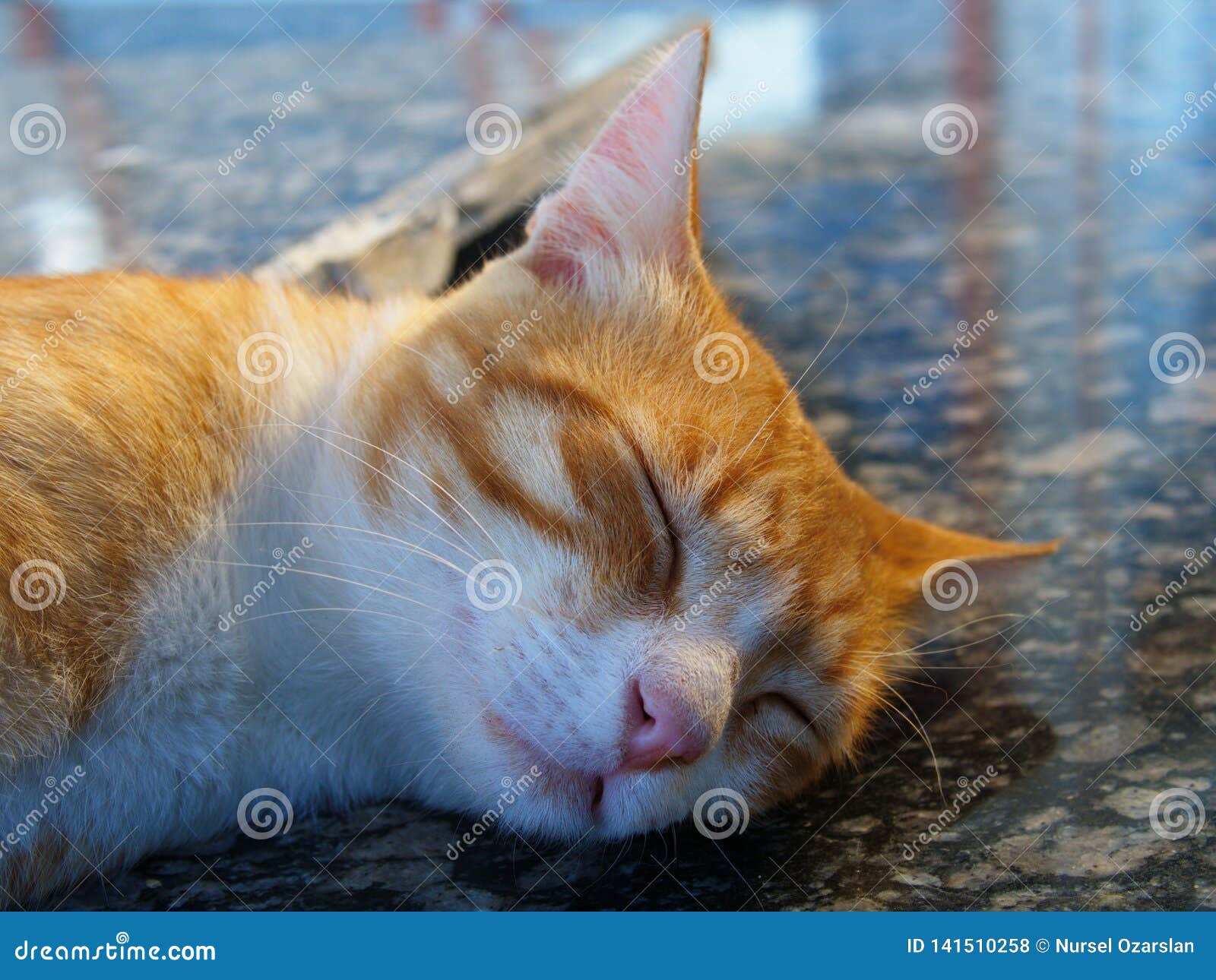 Сонный кот стоковое фото. изображение насчитывающей вымотано - 141510258
