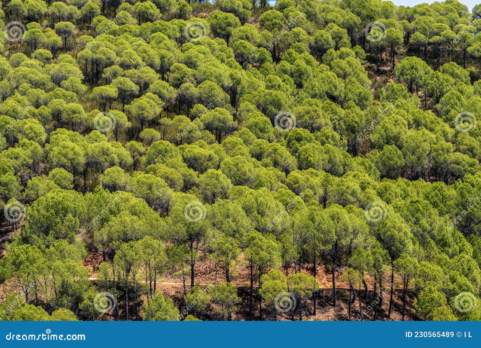 сосновый лес натуральный зеленый фон рио тинто хуэльва Стоковое Изображение  - изображение насчитывающей пейзаж, индустрия: 230565489
