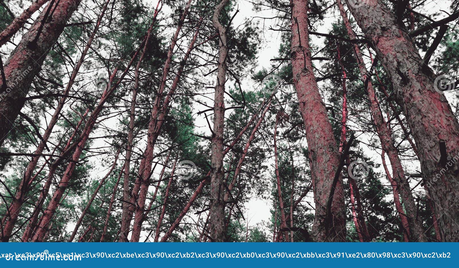 сосновый лес. текстура соснового дерева для банера Стоковое Фото -  изображение насчитывающей буш, конструкция: 223510528
