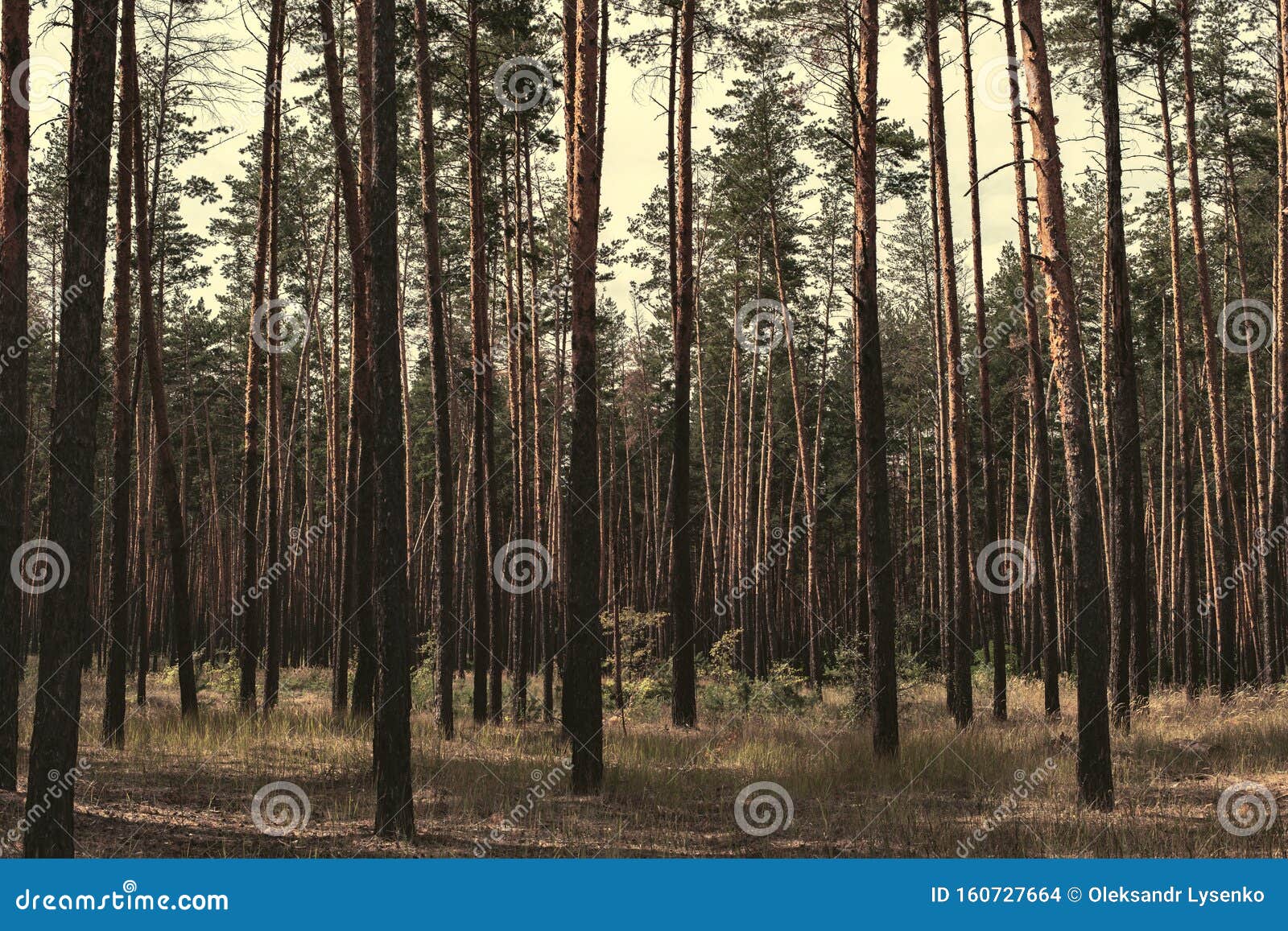 Сосновый лес стоковое фото. изображение насчитывающей хмуро - 160727664