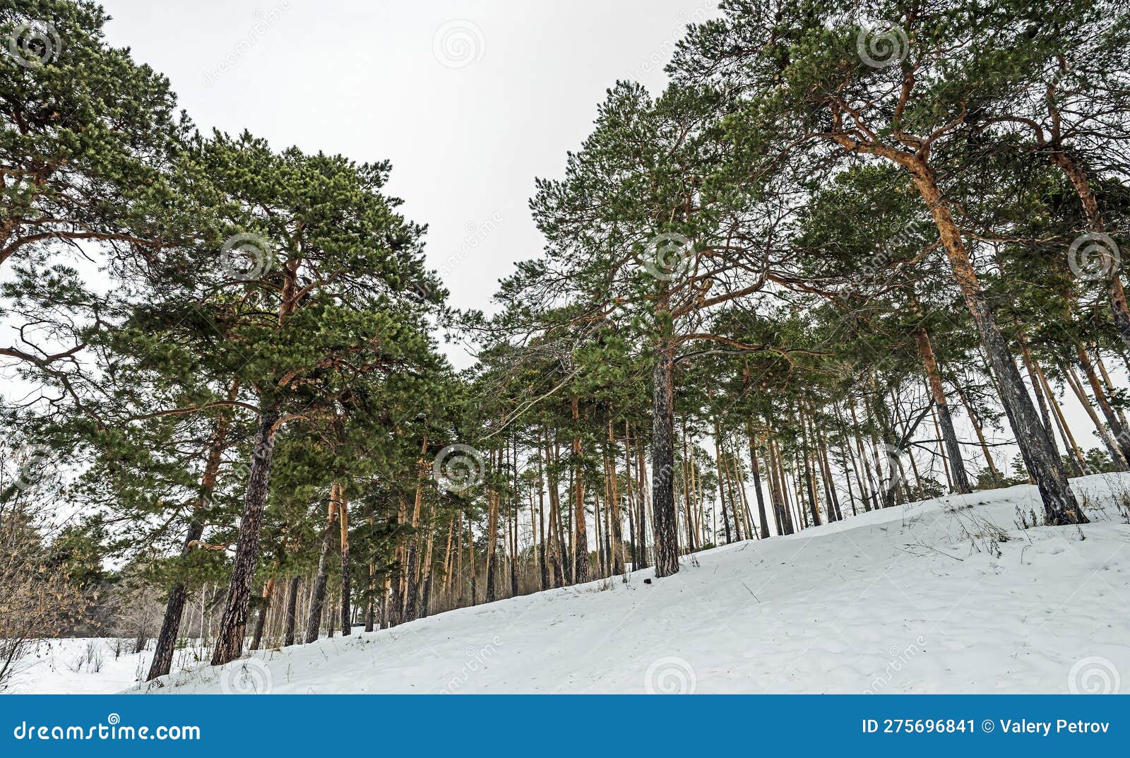 сосны растут на снежной склоне зимой Стоковое Изображение - изображение  насчитывающей сезон, рисуночно: 275696841