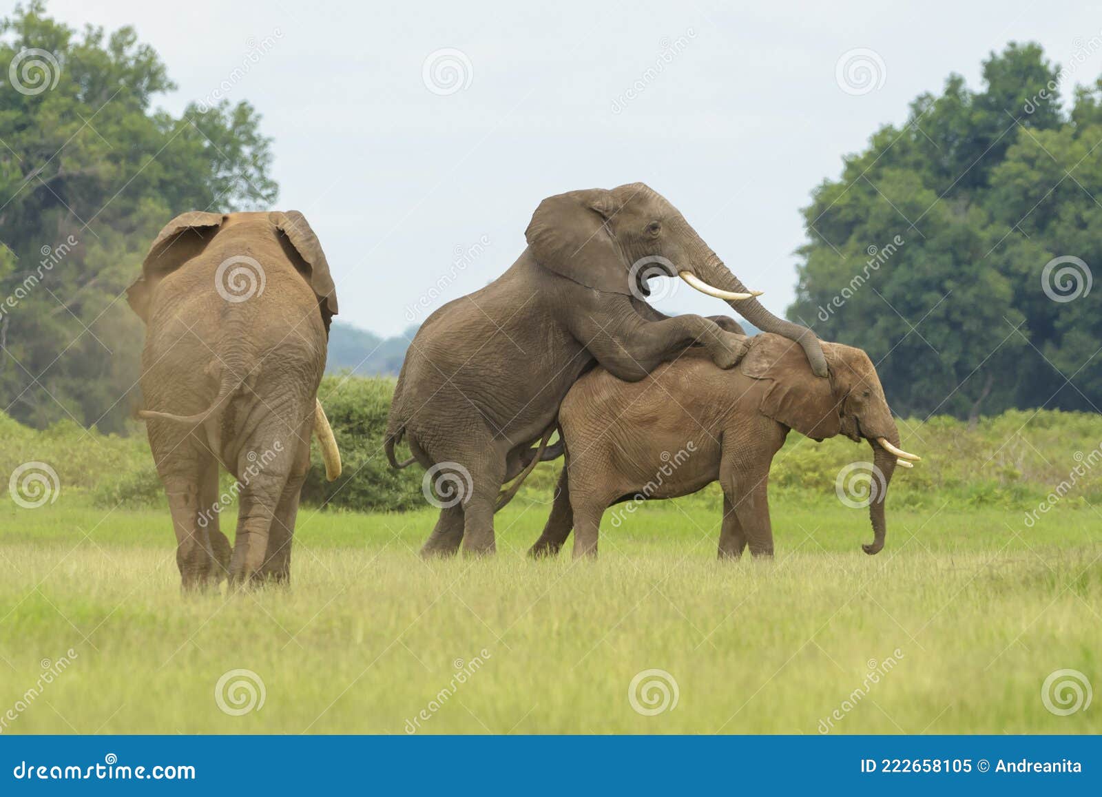 как совокупляются слоны