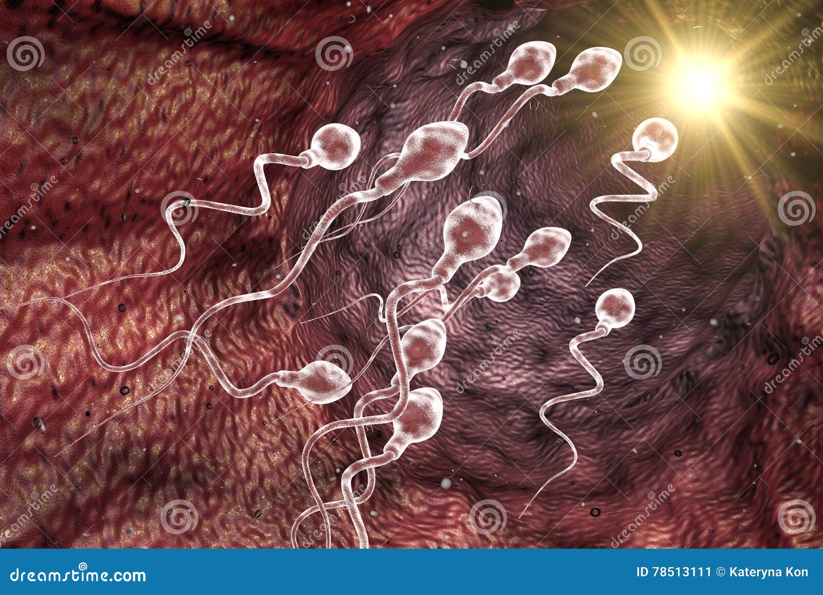 сперма как попасть матки фото 34