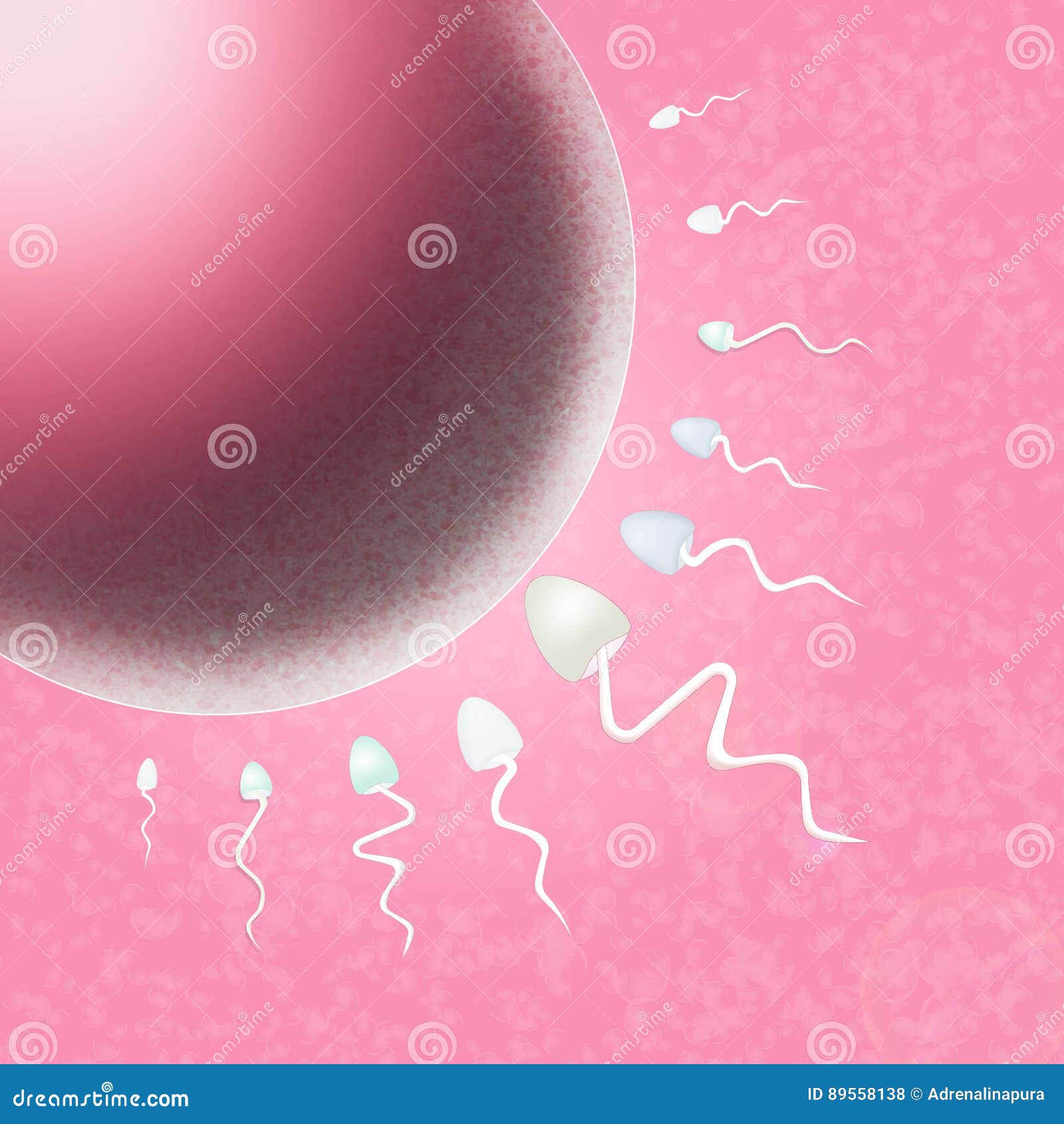 маленькая матка сперма фото 64