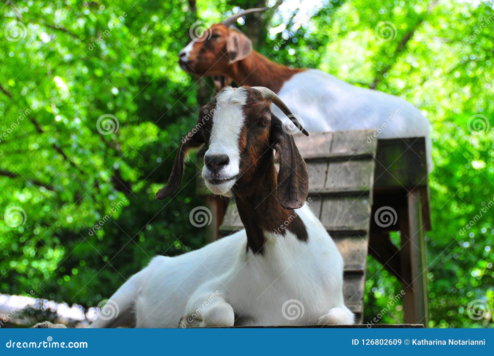 Спортивная площадка козы - 2 Брайн и белый отдыхать коз Стоковое  Изображение - изображение насчитывающей козочка, грузия: 126802609