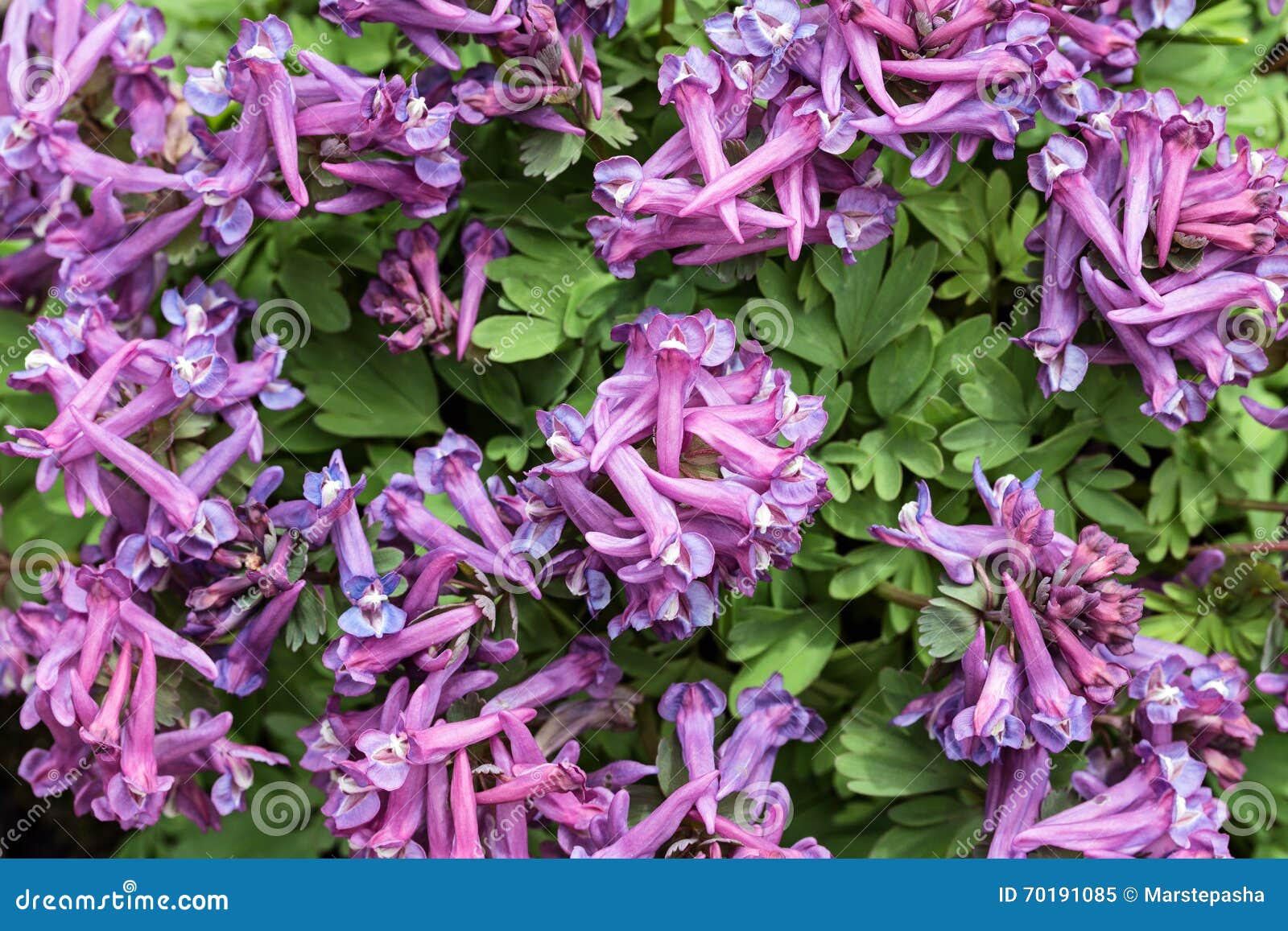 Цветок хохлатка фото и описание. Хохлатка пионолистная. Хохлатка (Corydalis). Хохлатка первоцвет. Весенние первоцветы хохлатка.