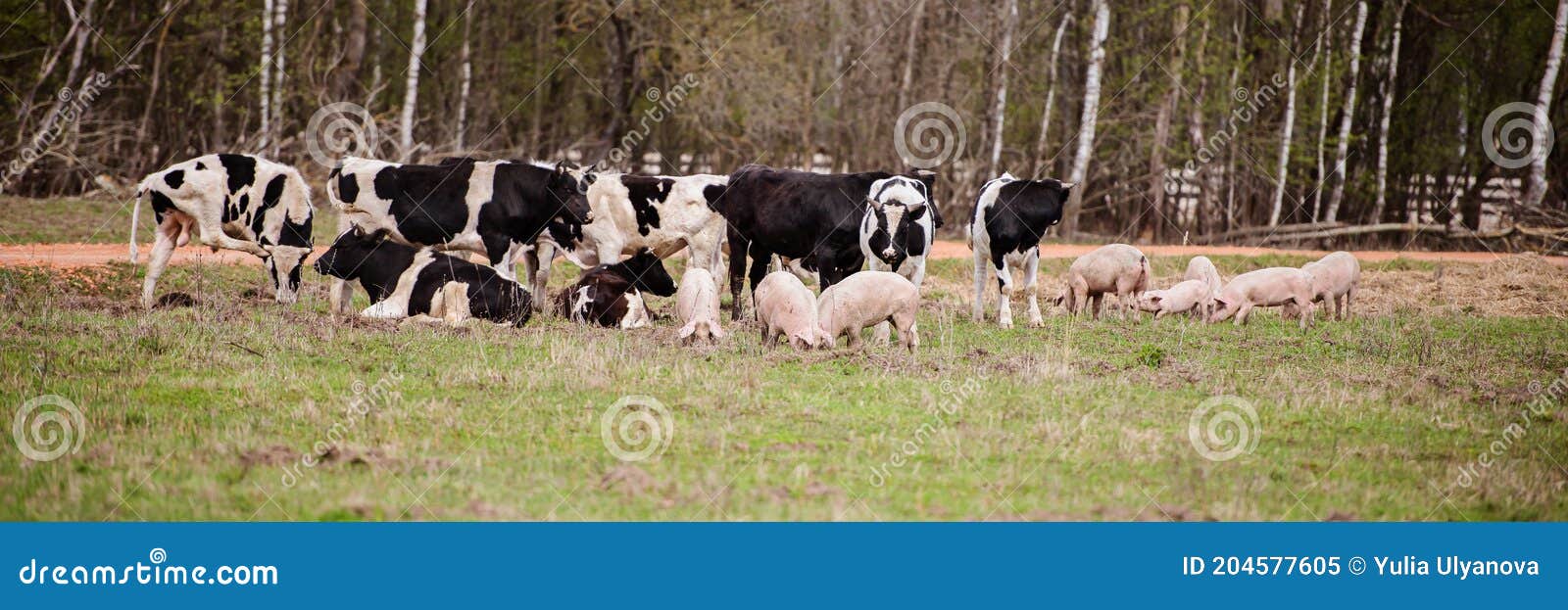 Стадо коров, свиней и овец, свиньи пастбища на ферме Стоковое Изображение -  изображение насчитывающей мать, любимчик: 204577605