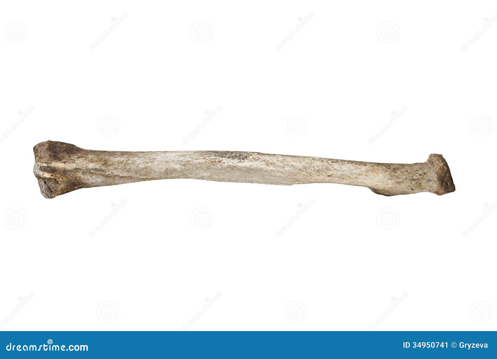 Old bone. Кость на белом фоне. Текстура древней кости.