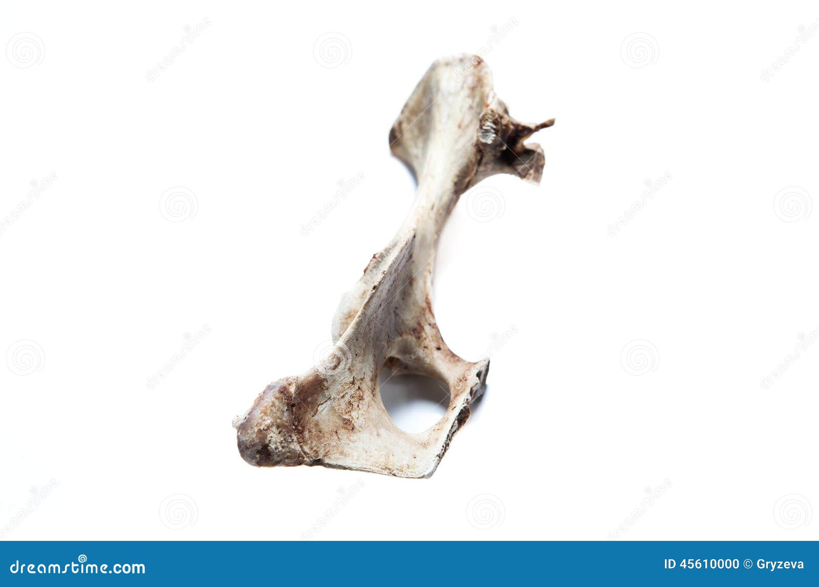 Old bone