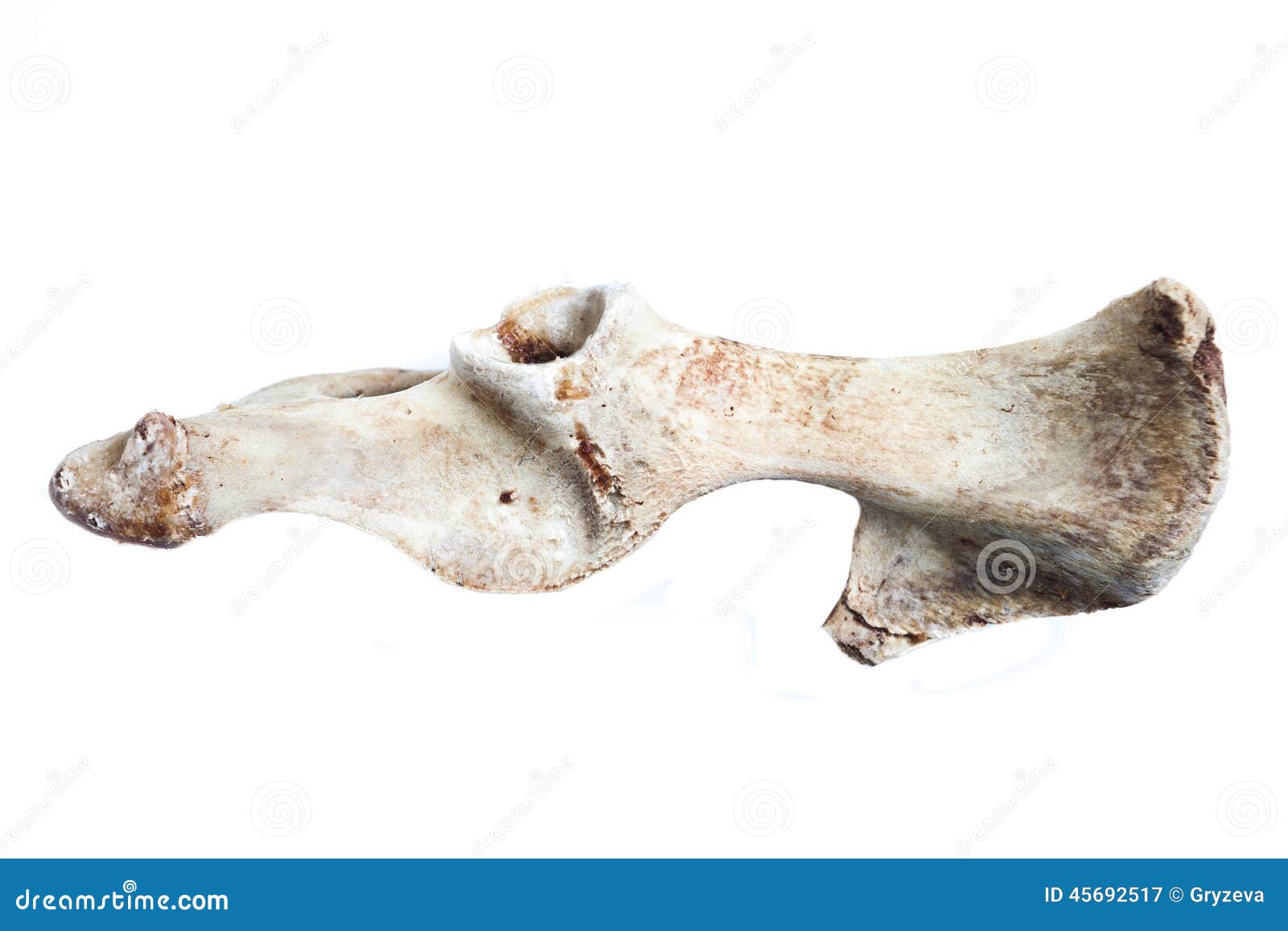 Elder bone. Старая кость как выглядит. Косточки старые с паром. Коточек - старинное слово.