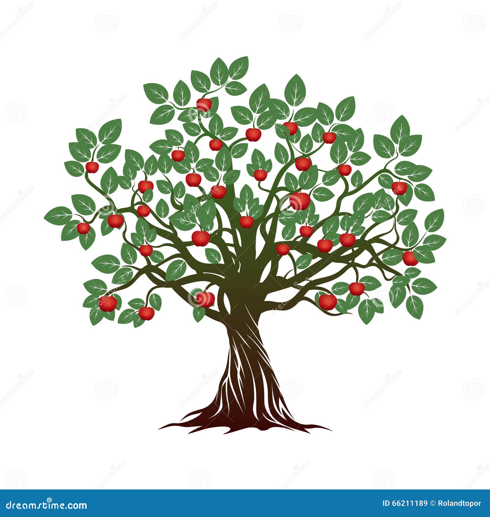 Старое дерево с зелеными листьями, корнями и красными яблоками Иллюстрация  штока - иллюстрации насчитывающей аппликатора, декоративно: 66211189