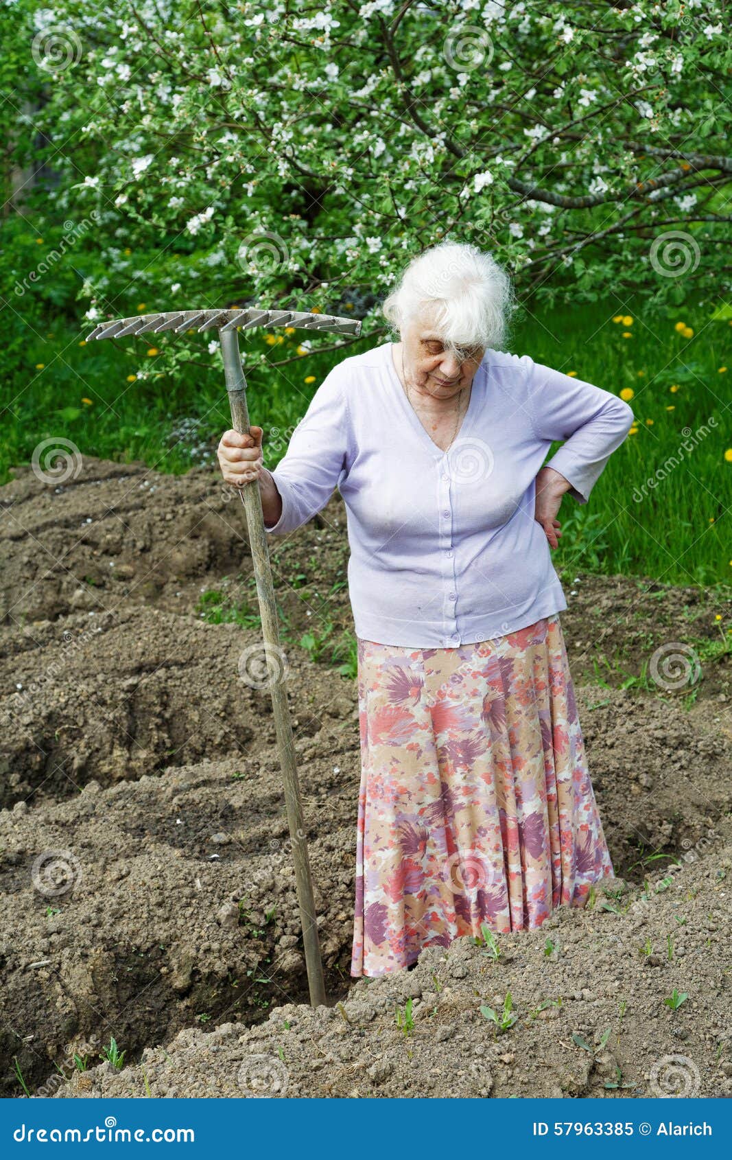 Какой сад был у старушки. Пожилая женщина трудится в саду. Бабка в саду. Пожилая женщина в саду фото. Старушка работает в саду.