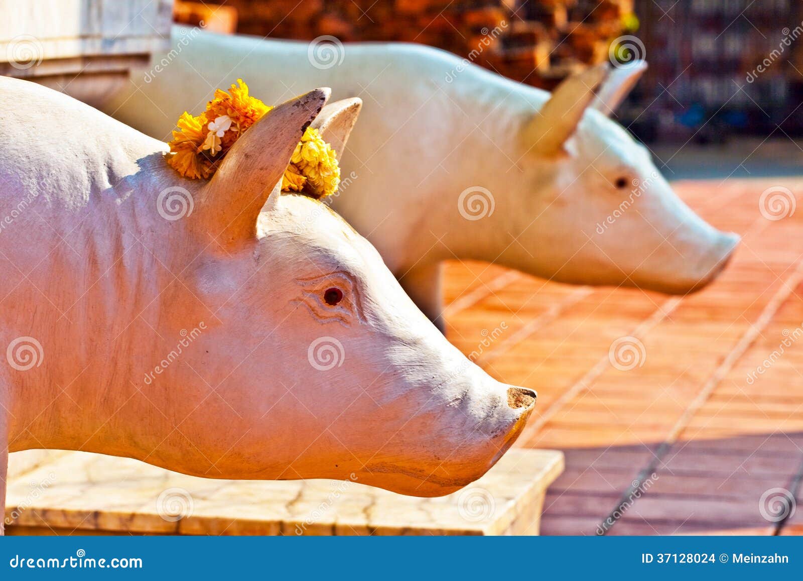 Свинья священное. Свинья Священное животное. Священная свинья в Тайланде. Святые свиньи.