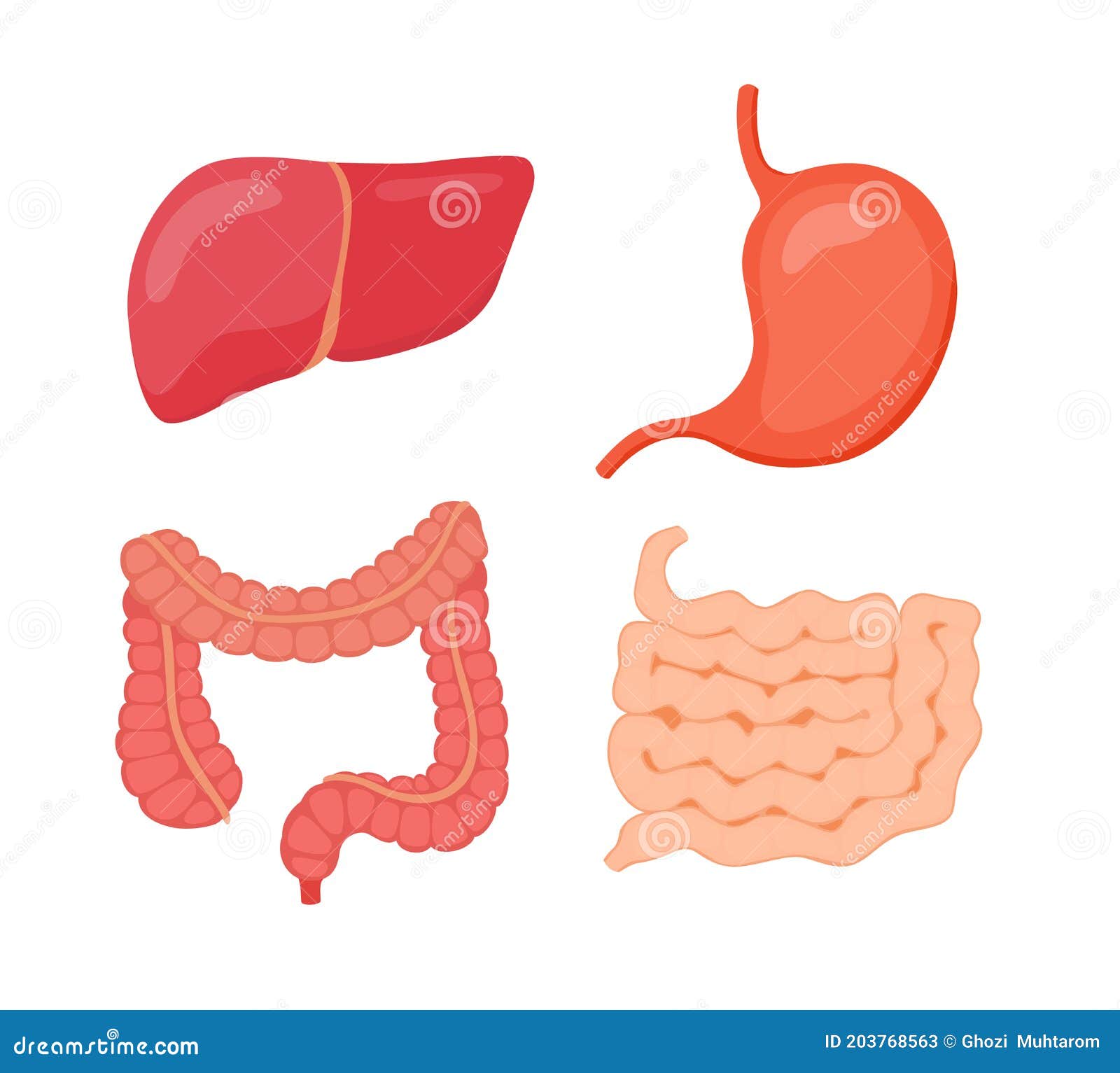 Тонкий кишечник и печень. Печень желудок кишечник. Кишечник вектор. Живот кишечник вектор.