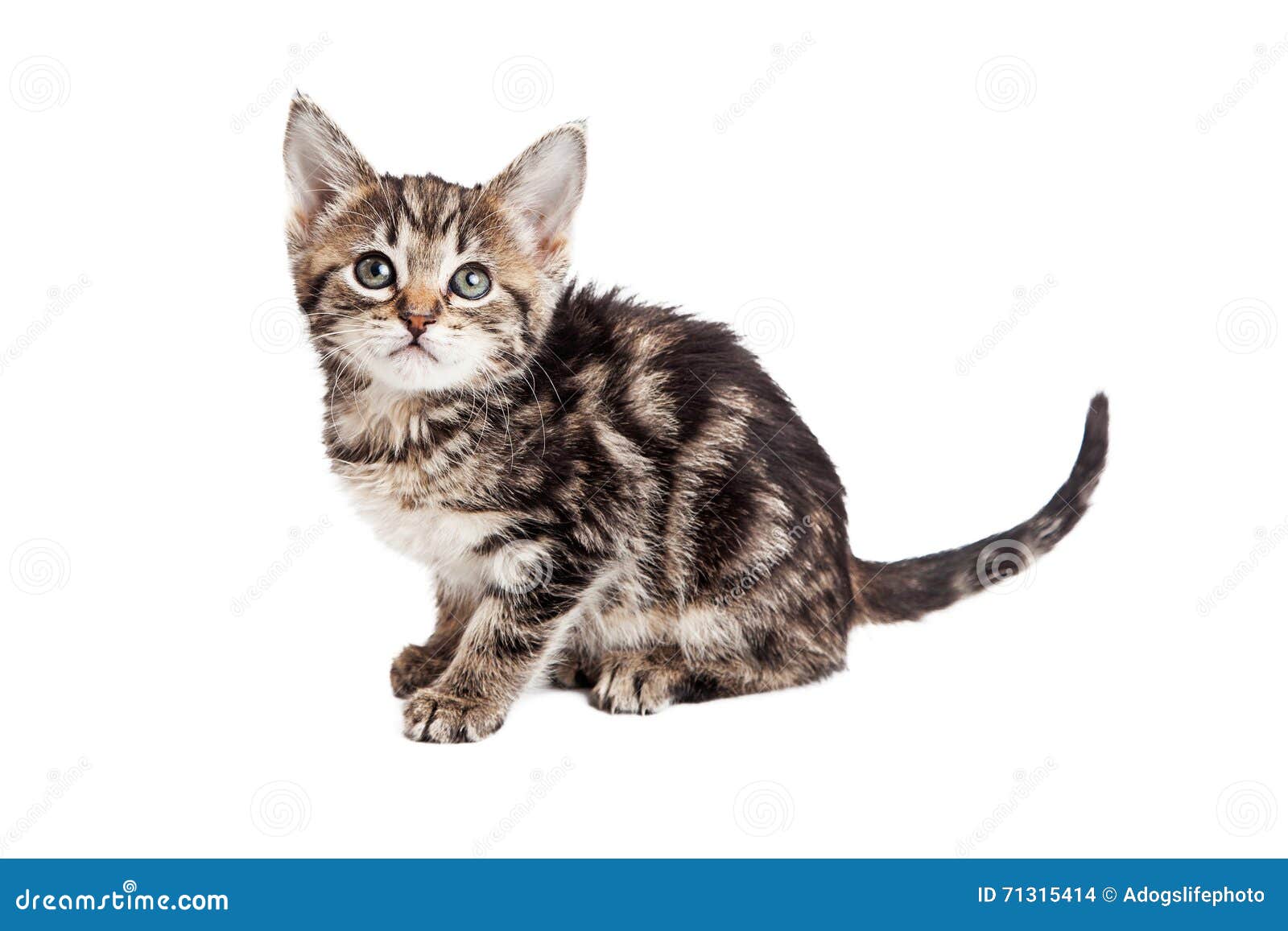 Котенок сбоку