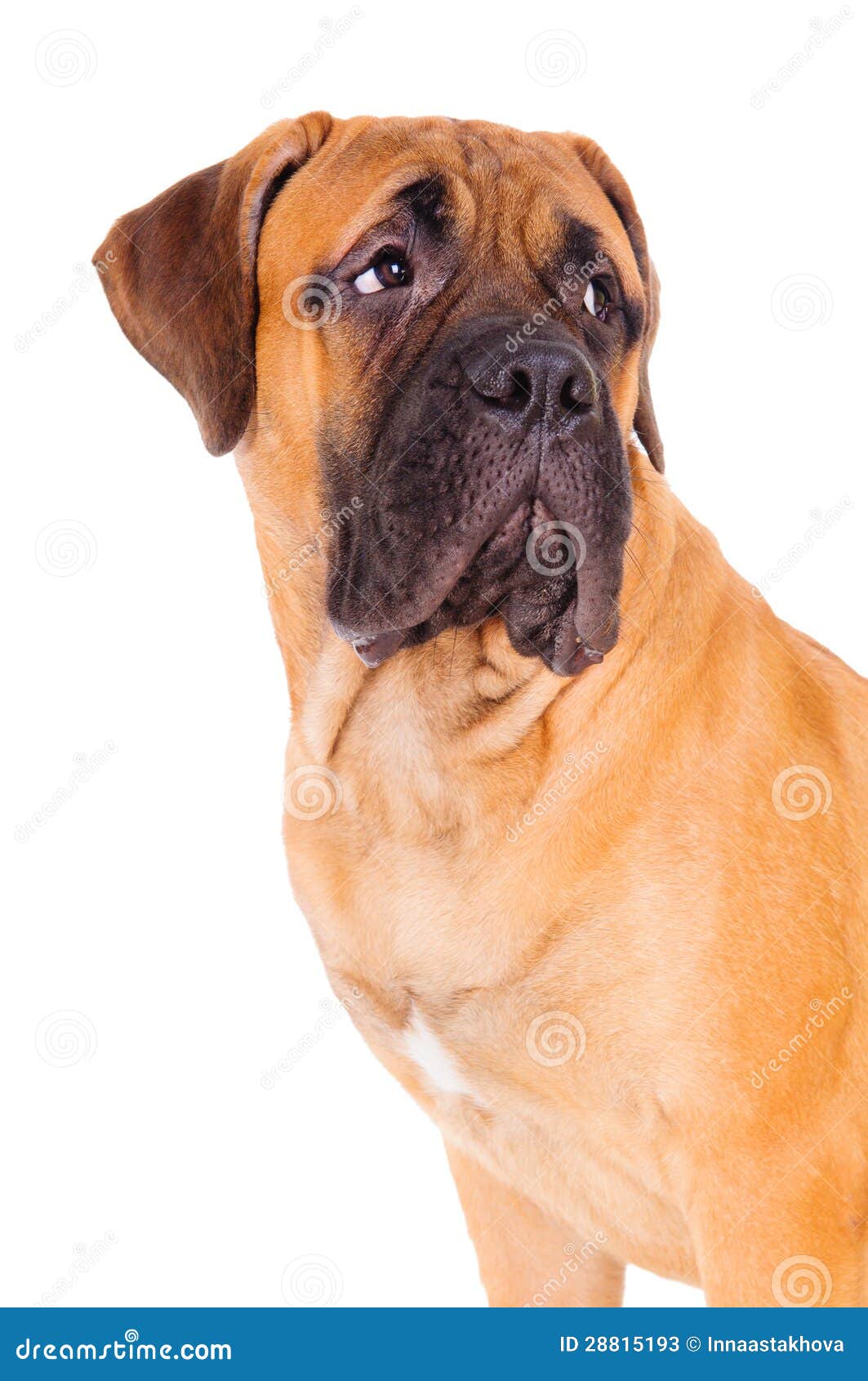 Domestic dog breed Bullmastiff stands Royalty Free Vector