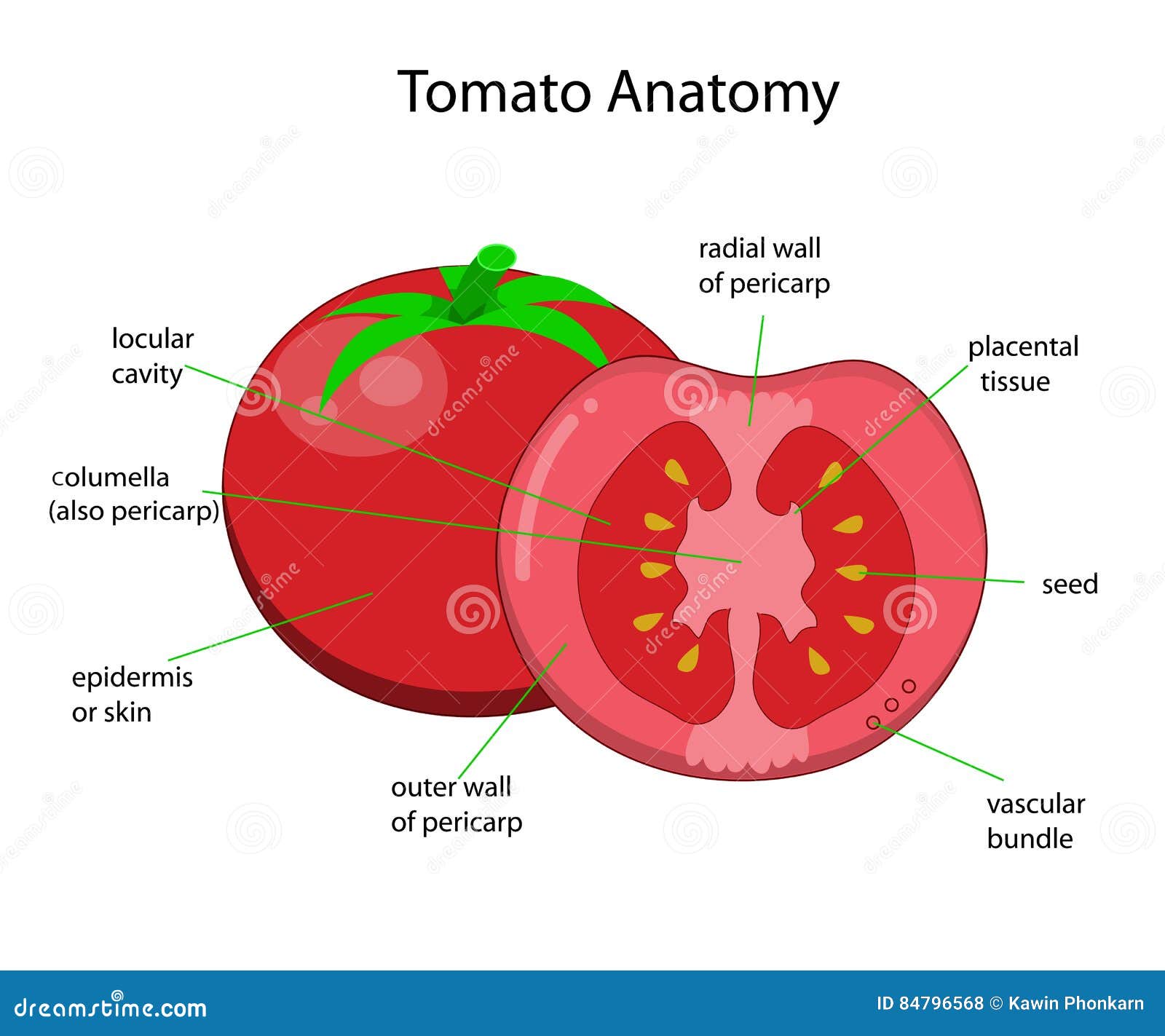 Внутреннее строение томата. Строение плода томата. Томат плод схема. Строение плода помидора.