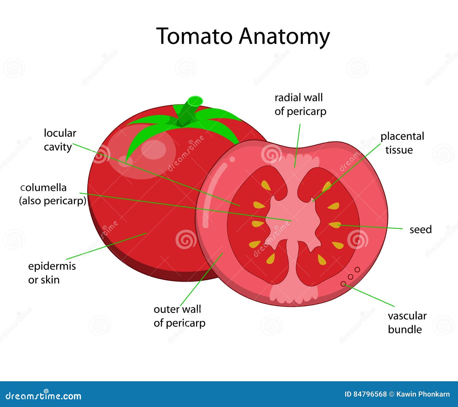 Внутреннее строение томата