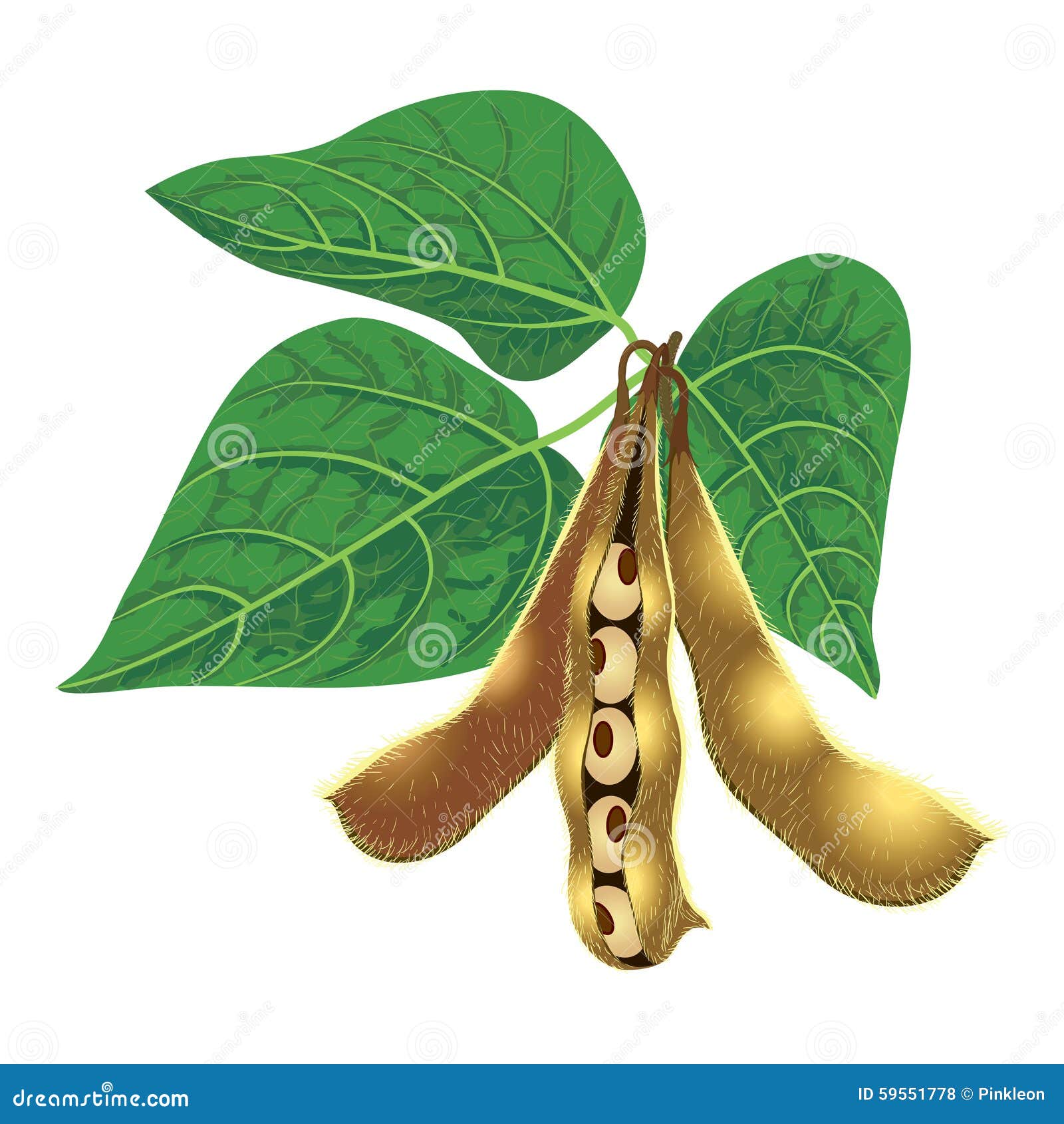 Стручки и листья семени сои Иллюстрация штока - иллюстрации насчитывающей  стручки, открыто: 59551778