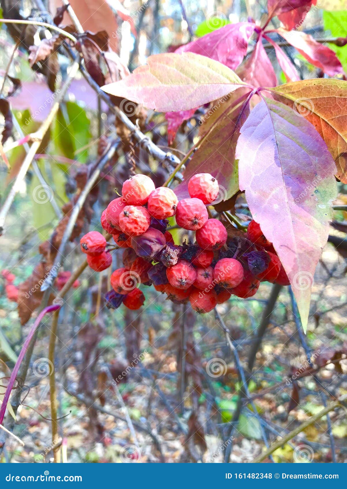 Красная Осенняя Ягода Фото