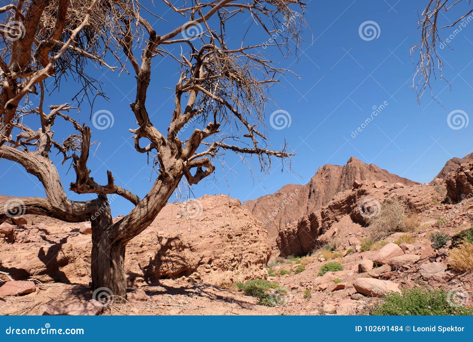 Сухое дерево в пустыне стоковое фото. изображение насчитывающей жара -  102691484