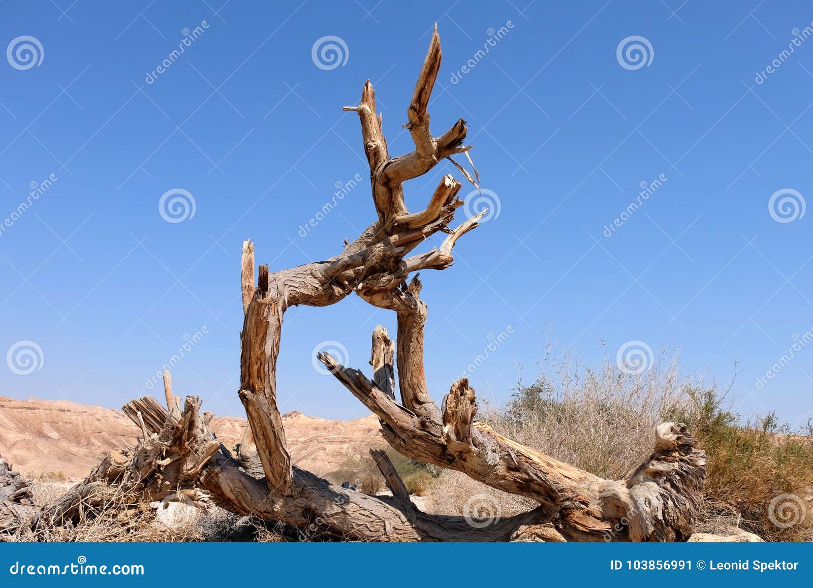 Сухое дерево в пустыня Негев Стоковое Изображение - изображение  насчитывающей древесина, вал: 103856991