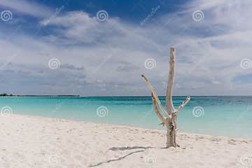 Сухое дерево на береге карибского моря на пляже с белым песком Largo Cayo, Кубе